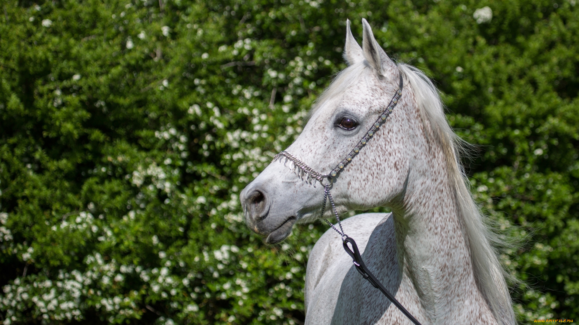 автор, , oliverseitz, животные, лошади, морда, серый, конь, профиль, грива, недоуздок, грация, позирует, лето, зелень