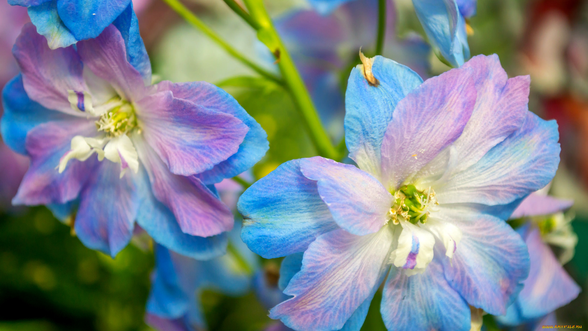 цветы, дельфиниум, переливы, макро, голубой