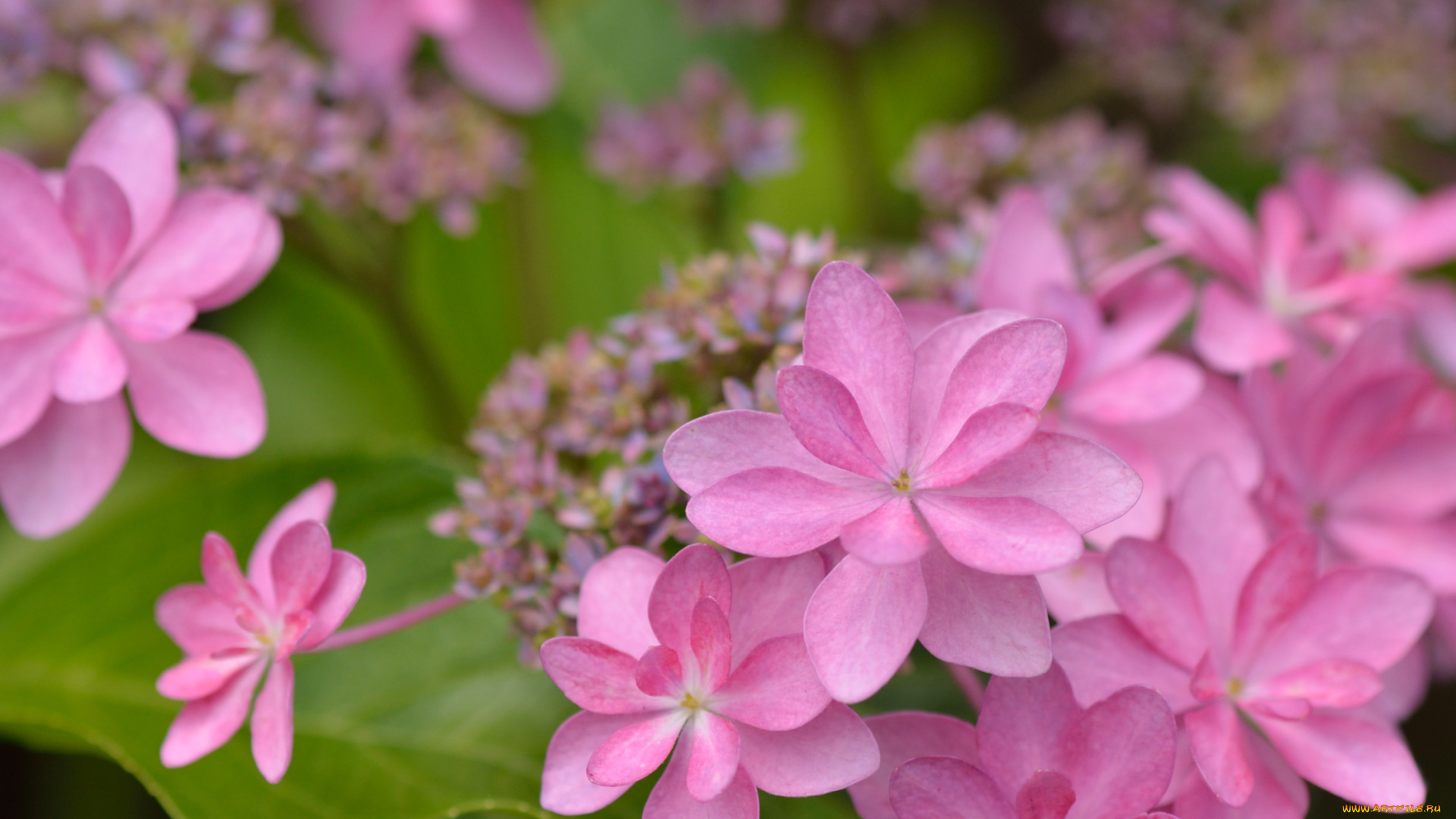 цветы, гортензия, розовые