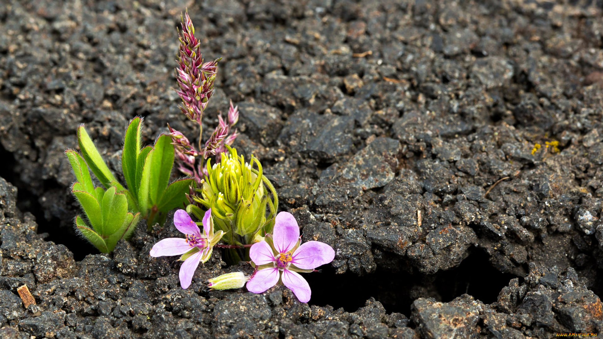 цветы, луговые, , полевые, , цветы, макро, земля, трещина