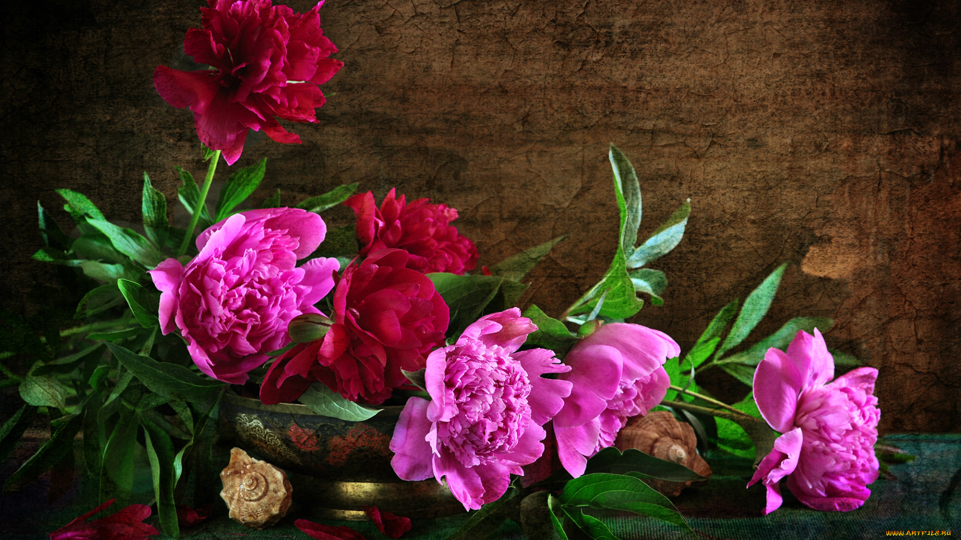 цветы, пионы, розовые, текстура, композиция, ракушки