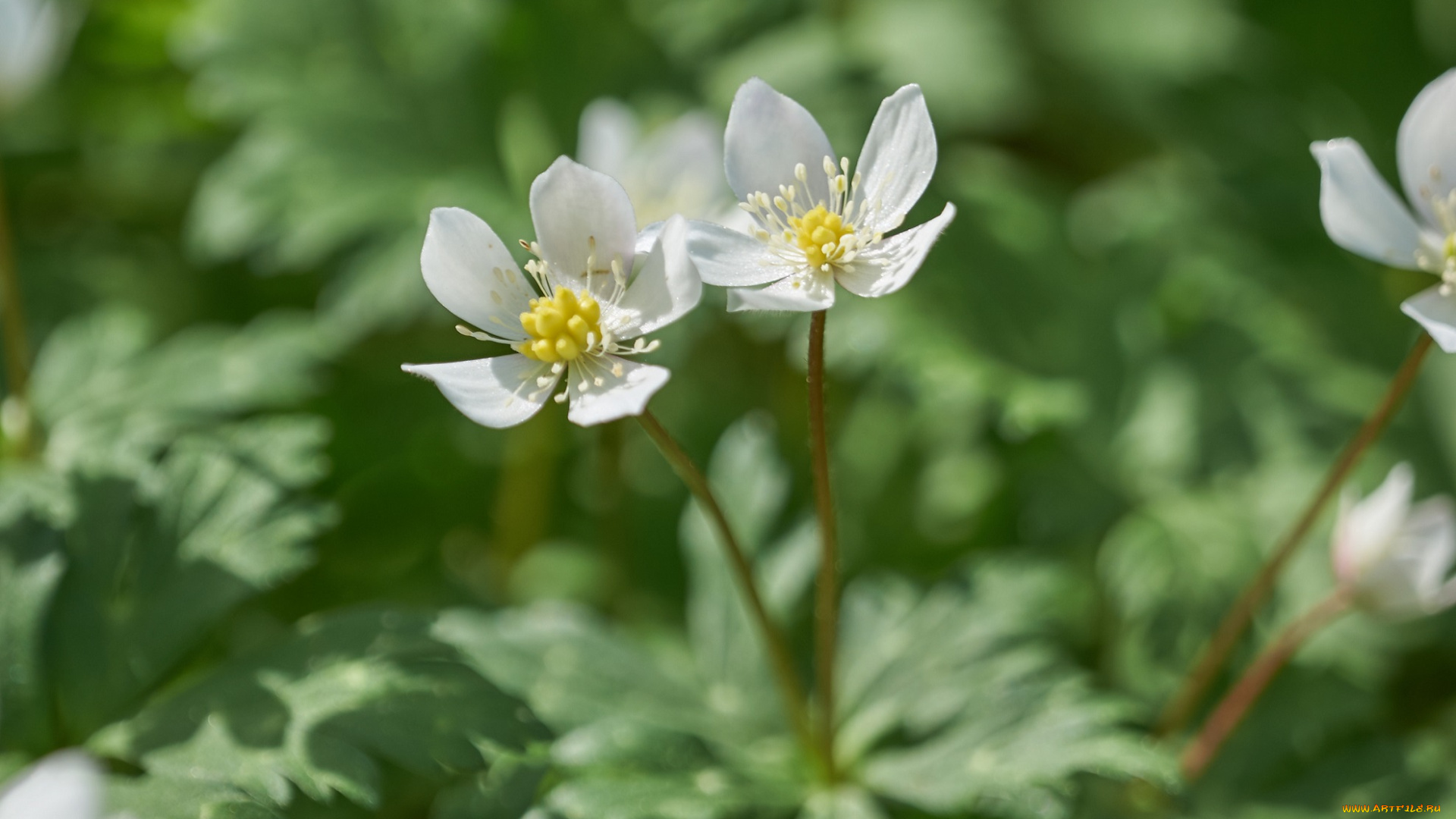 цветы, ранункулюс, , азиатский, лютик, макро, белые