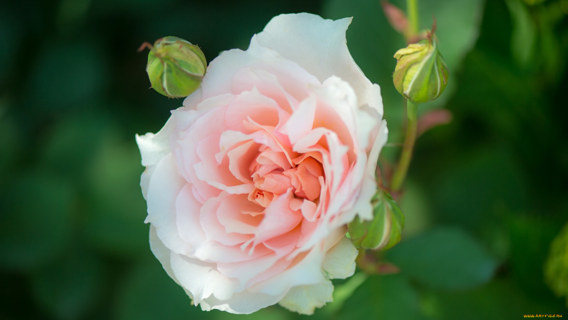 цветы, розы, роза, розовая, листья