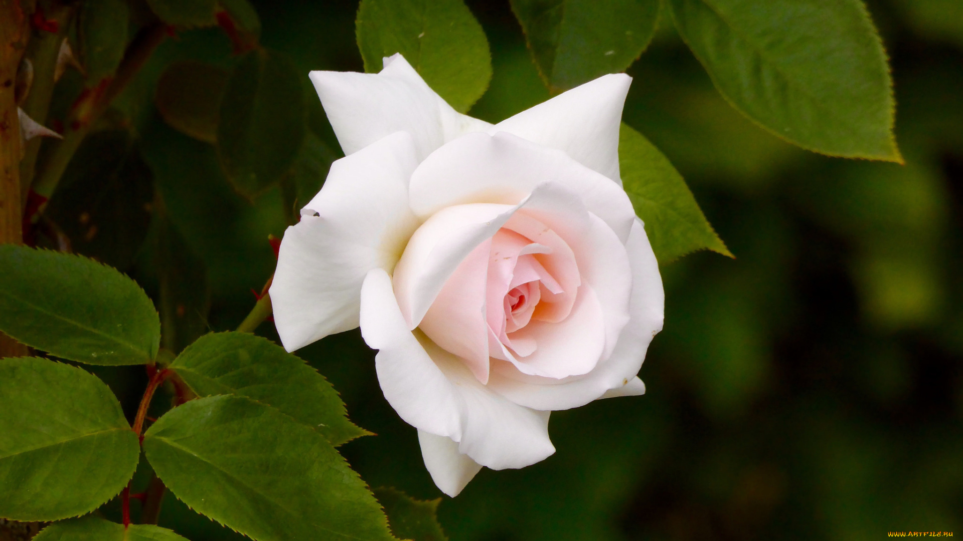 цветы, розы, роза, розовая, листья