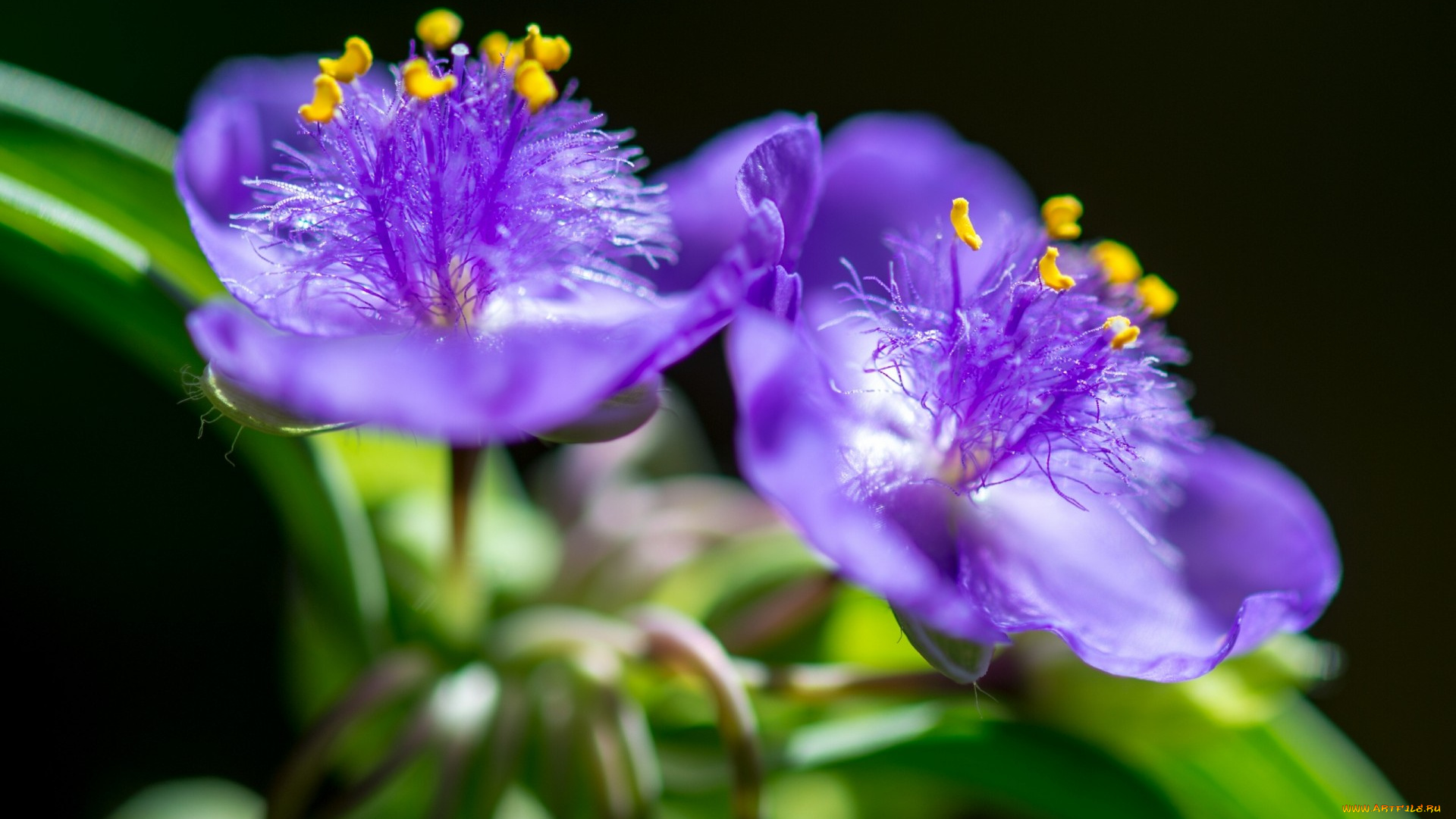 цветы, традесканции, традесканция, макро, боке