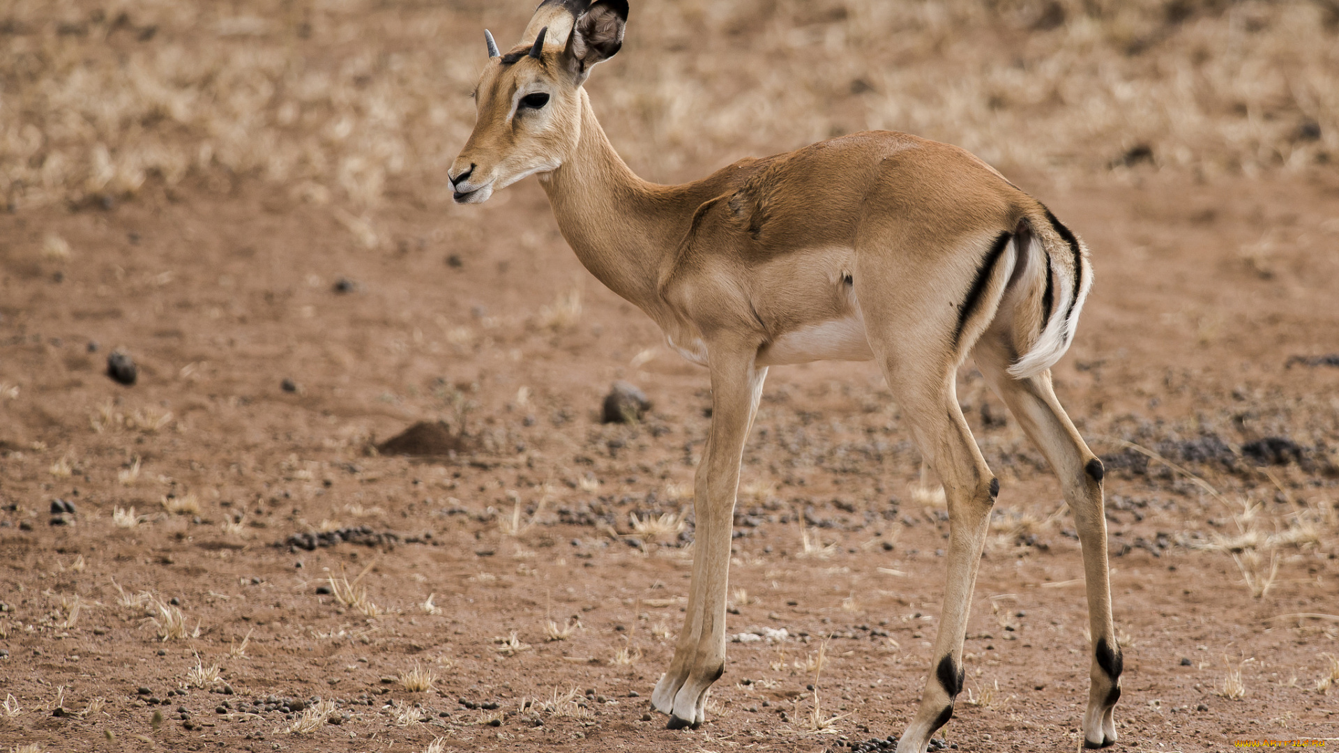 животные, антилопы, антилопа, малыш