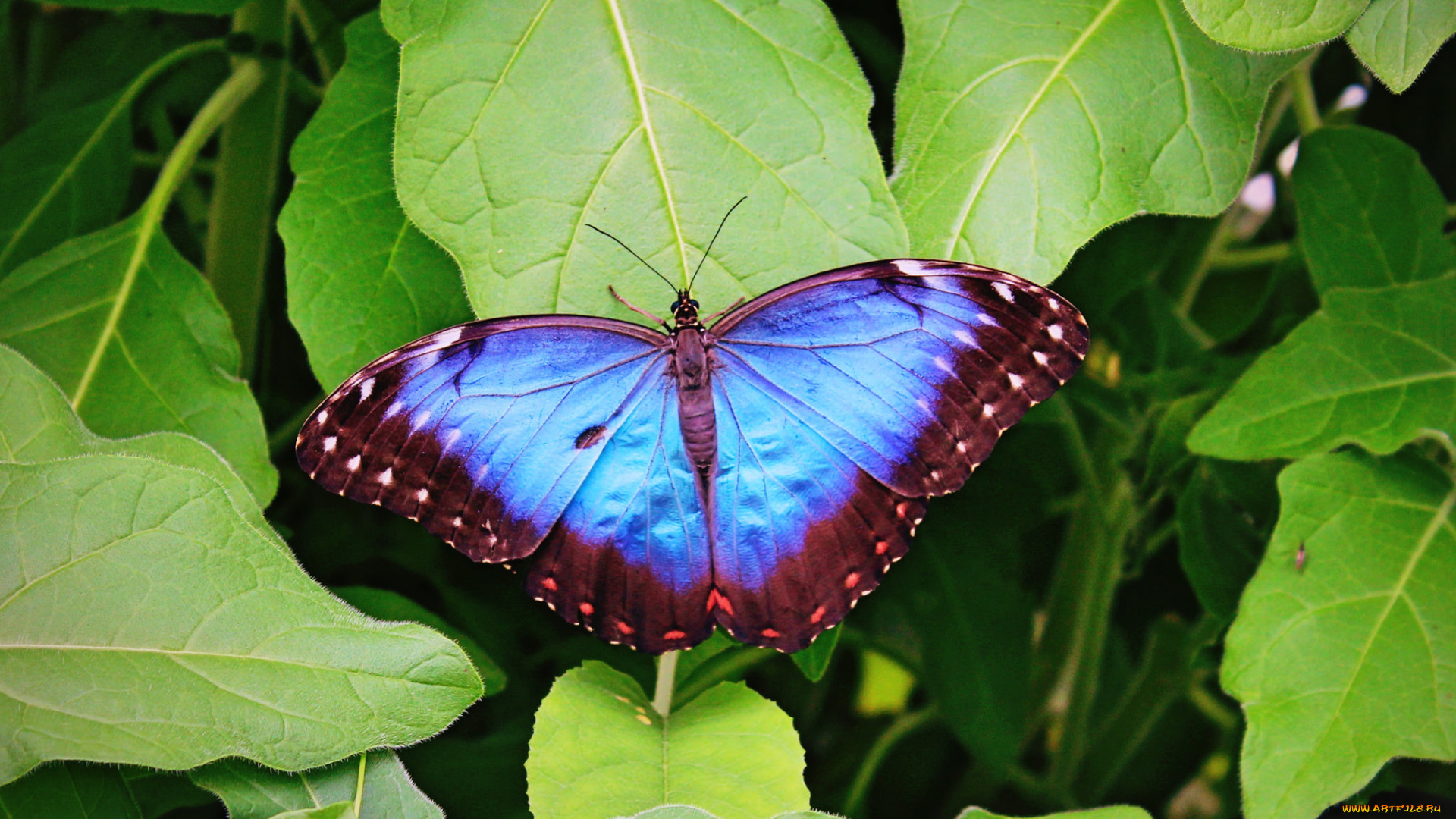 животные, бабочки, , мотыльки, , моли, бабочка