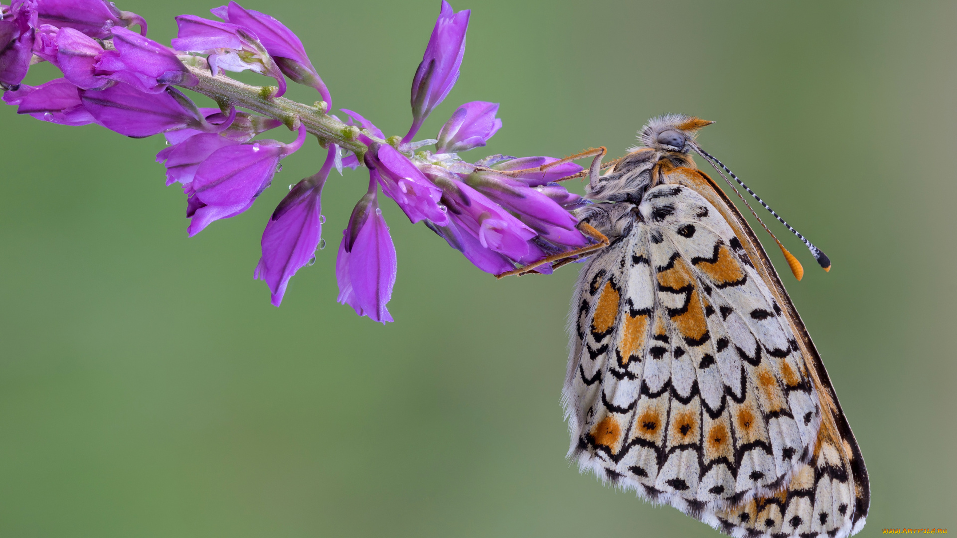 животные, бабочки, , мотыльки, , моли, веточка, цветы, бабочка