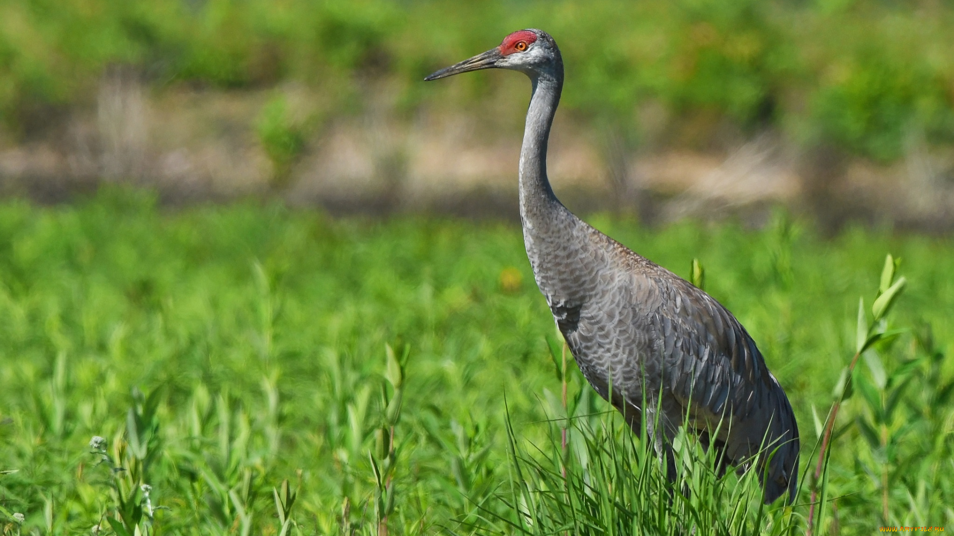животные, цапли, , выпи, цапля, трава