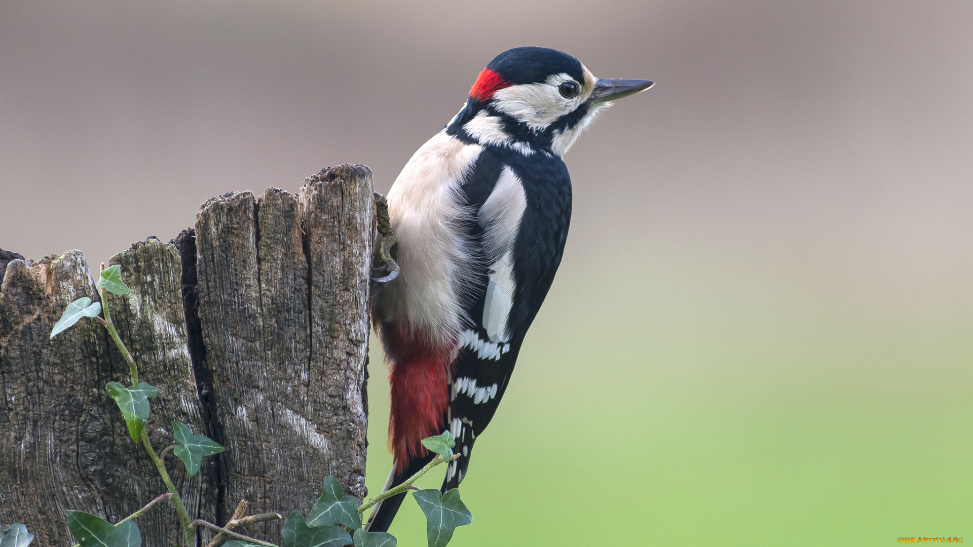 животные, дятлы, дятел, дерево, птица