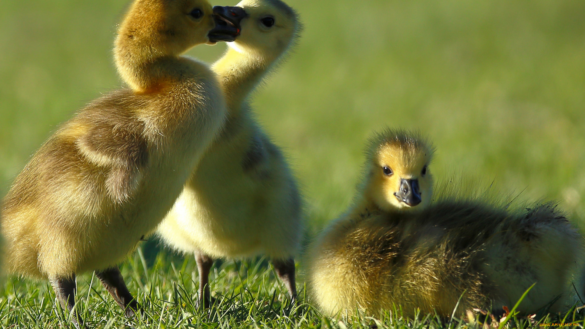 животные, гуси, канадская, казарка, гусята, птенцы, трио