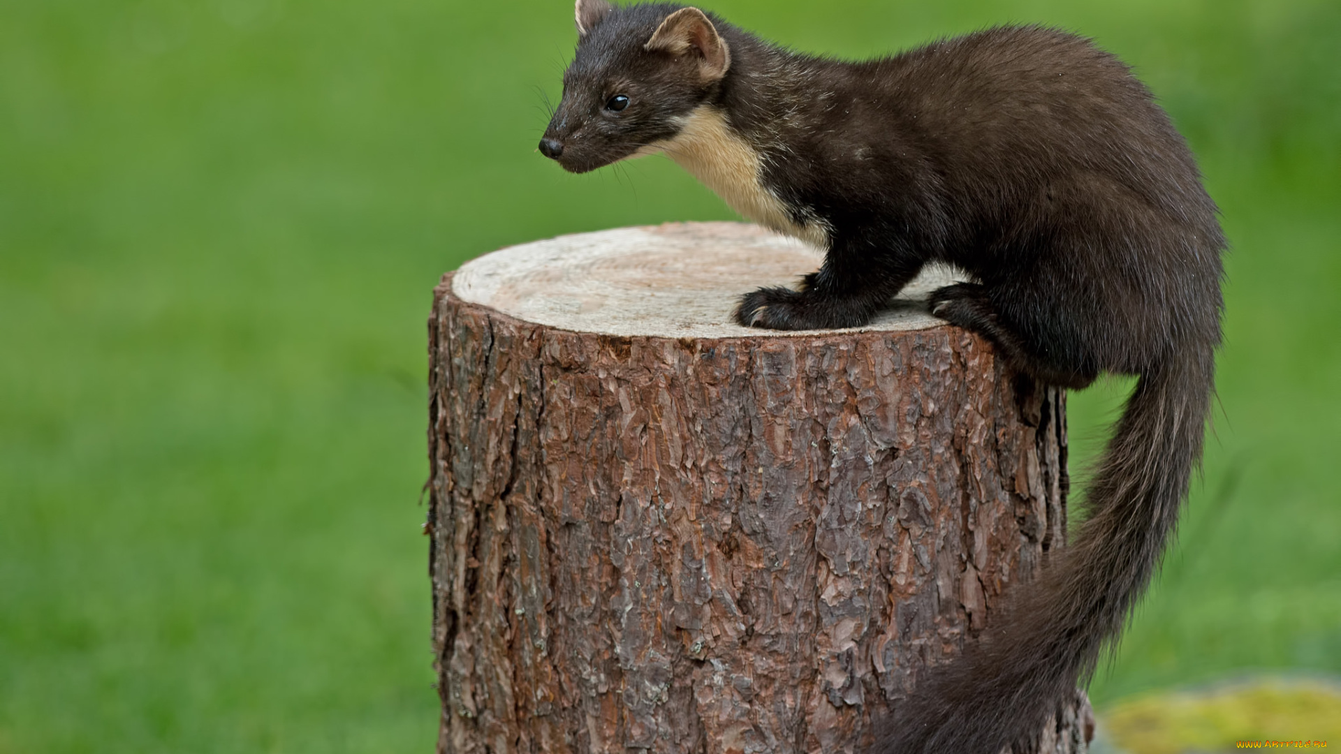 животные, хорьки, , куницы, , горностаи, , ласки, , соболи, зверёк, фон, пень