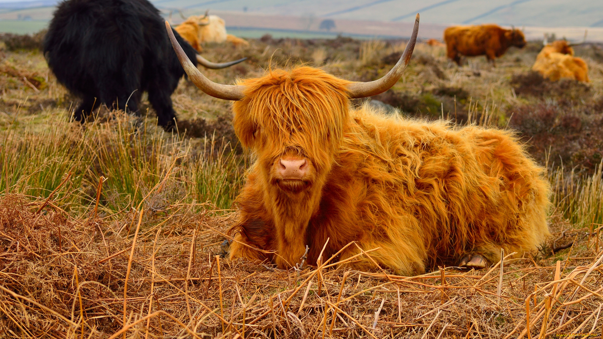 животные, коровы, , буйволы, луг, животное, рогатое