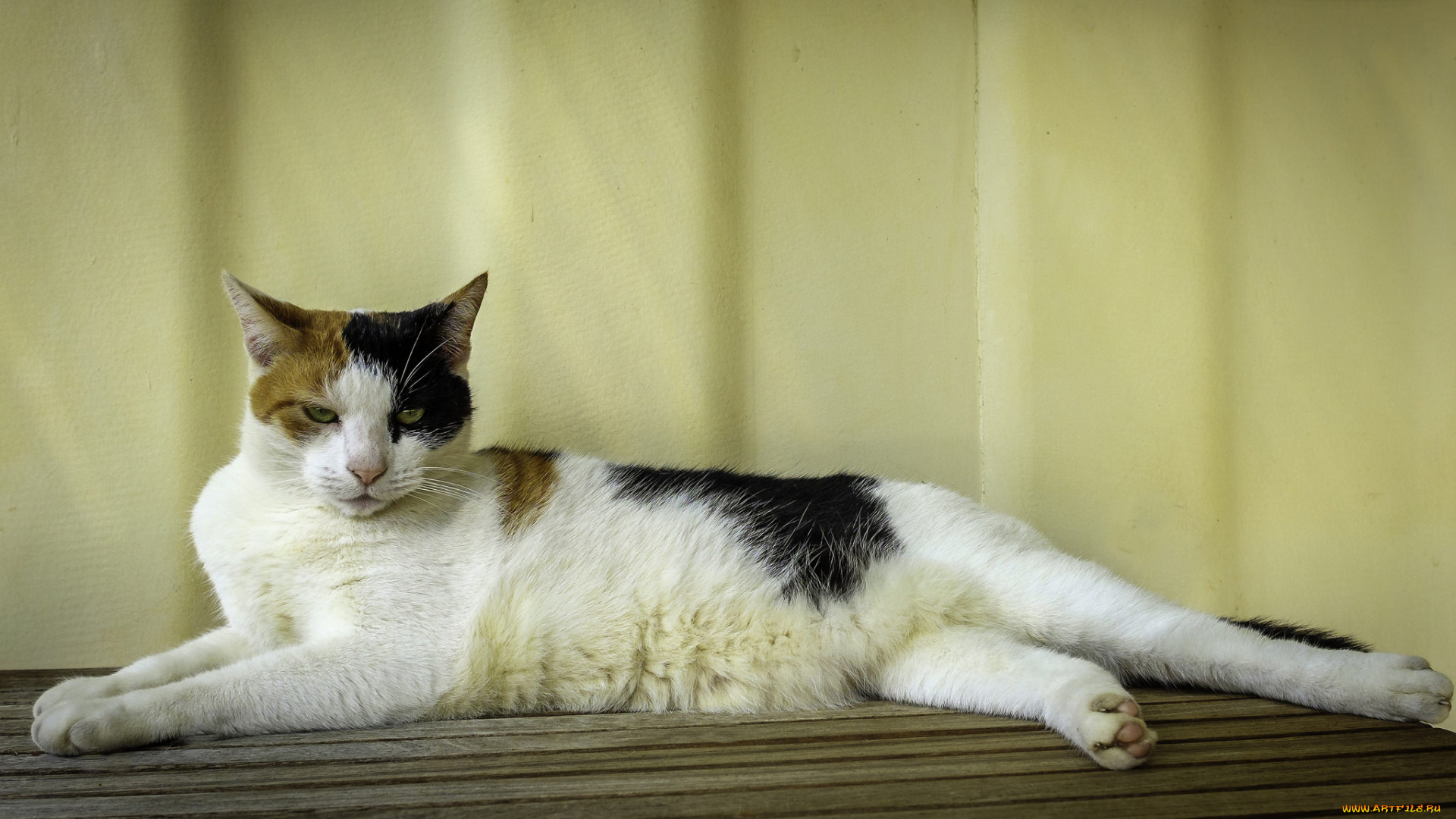 животные, коты, фон, киса, коте, кот, кошка
