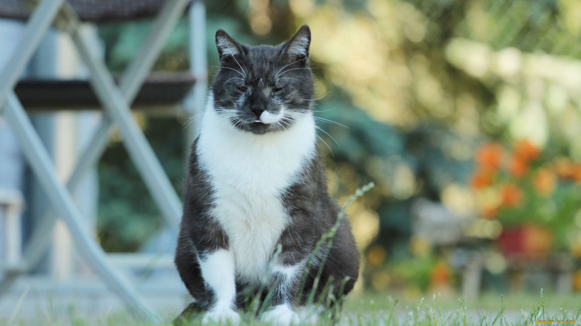 животные, коты, киса, коте, кошка, взгляд, усы, солнечно