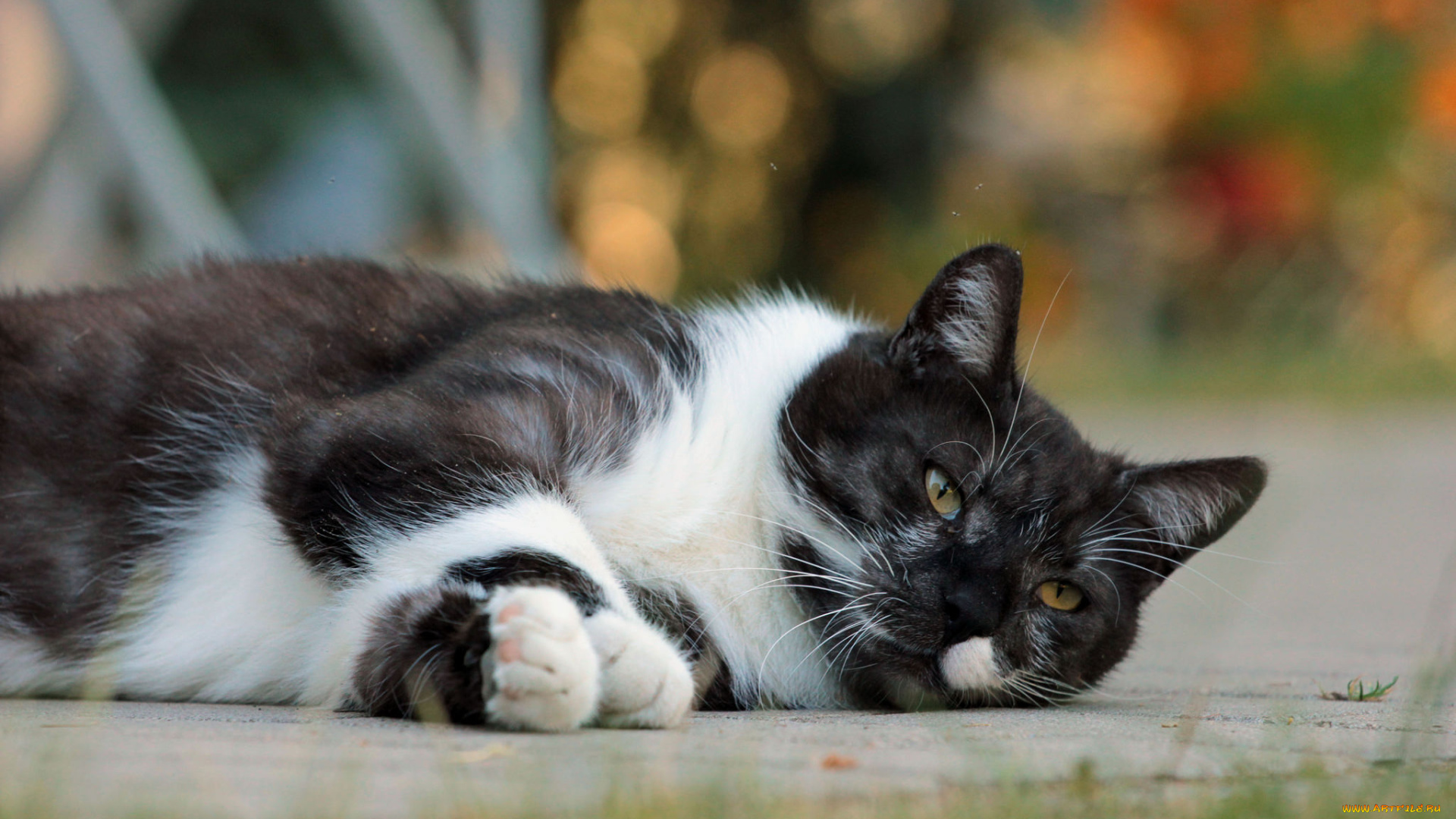 животные, коты, киса, коте, взгляд, усы, ушки