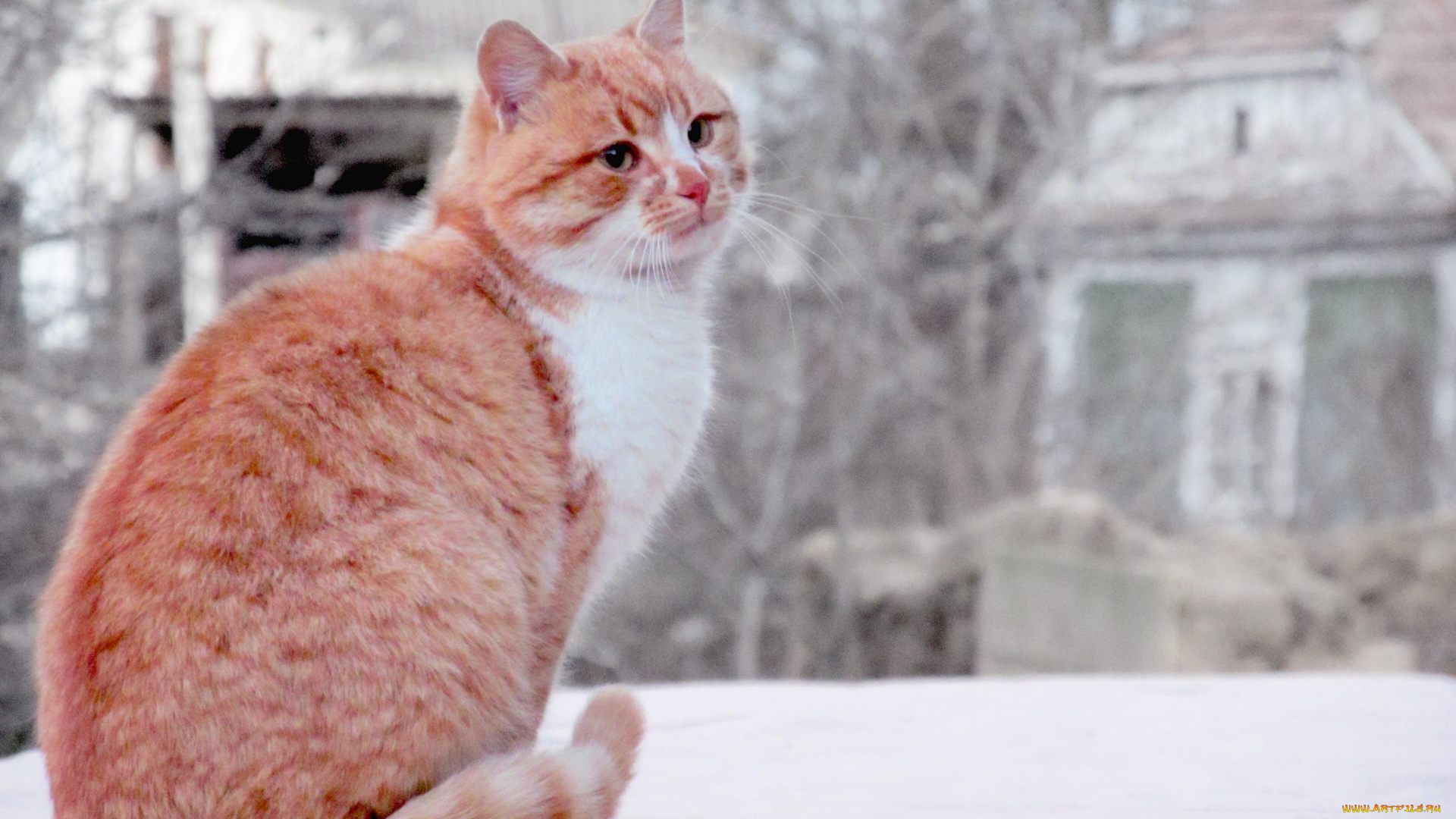 животные, коты, кот, животное, рыжий, кошка, cat