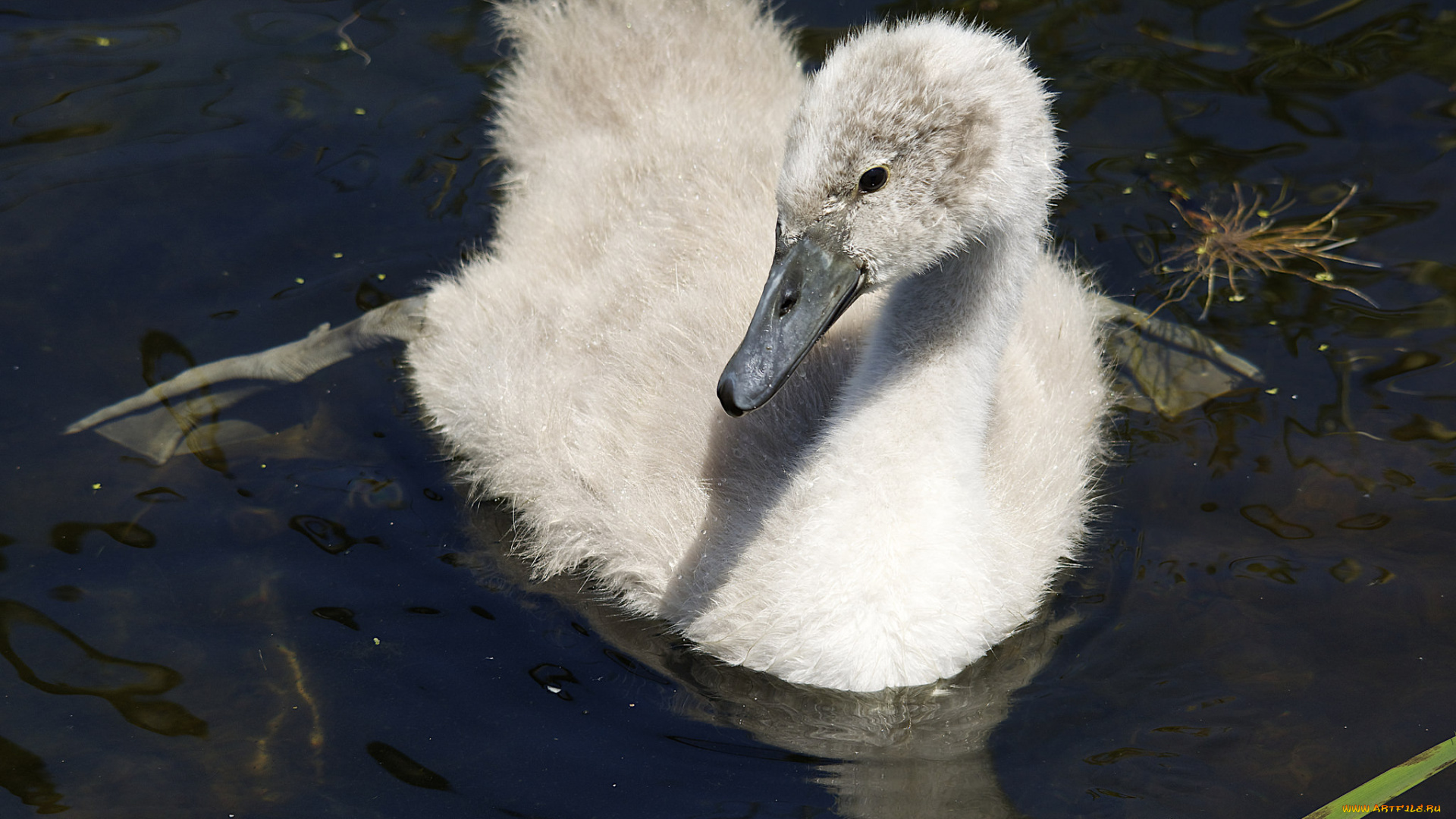 животные, лебеди, озеро, птенец, вода, плывёт
