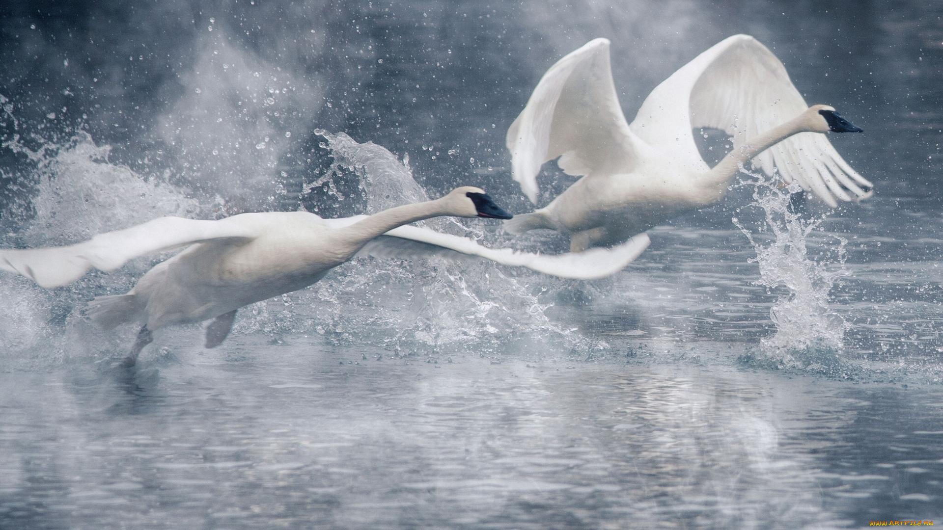 животные, лебеди, птицы, пара, взлёт, крылья, вода, брызги