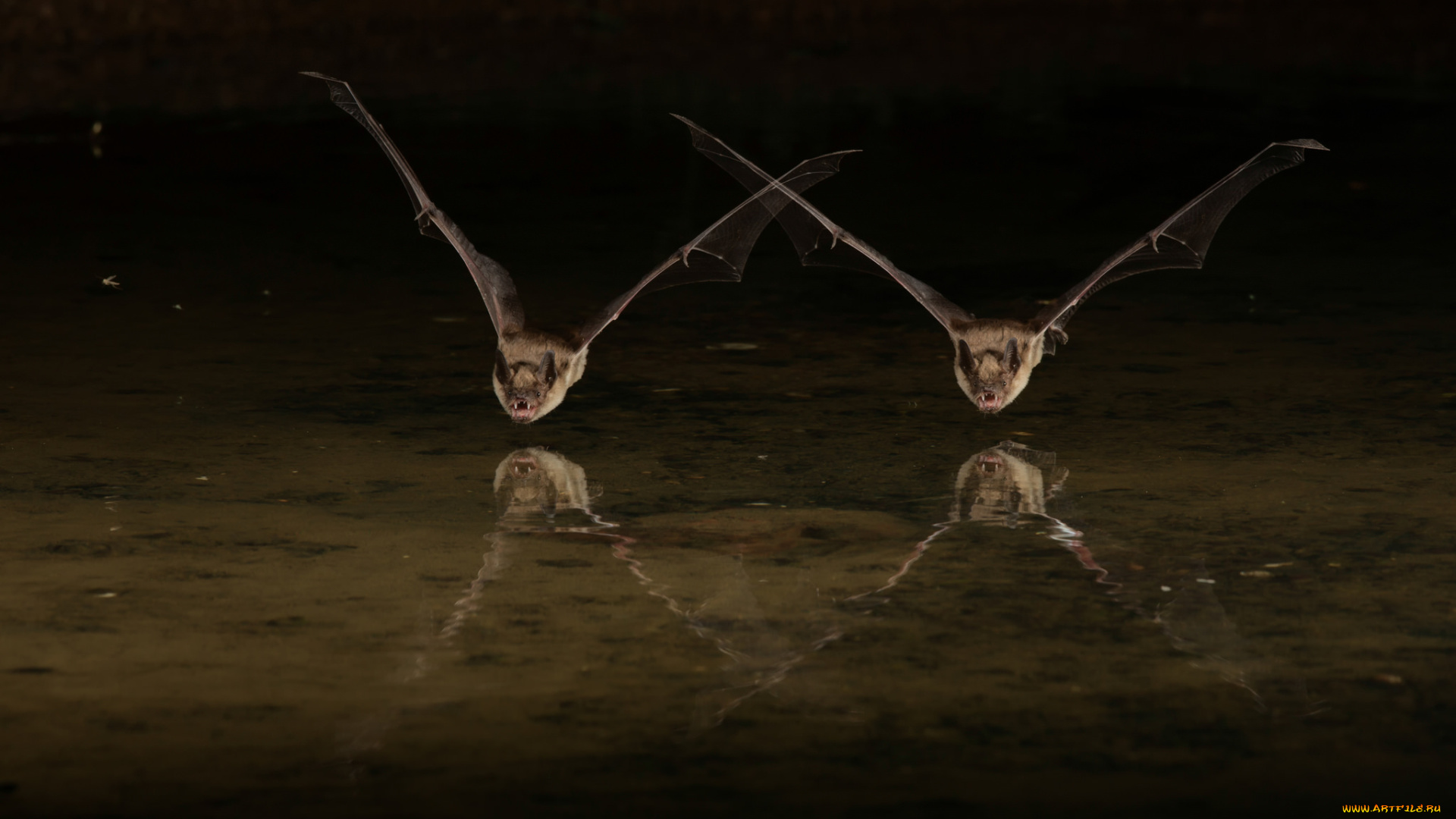 животные, летучие, мыши, пара, полёт, вода, летучие, мыши, ночь