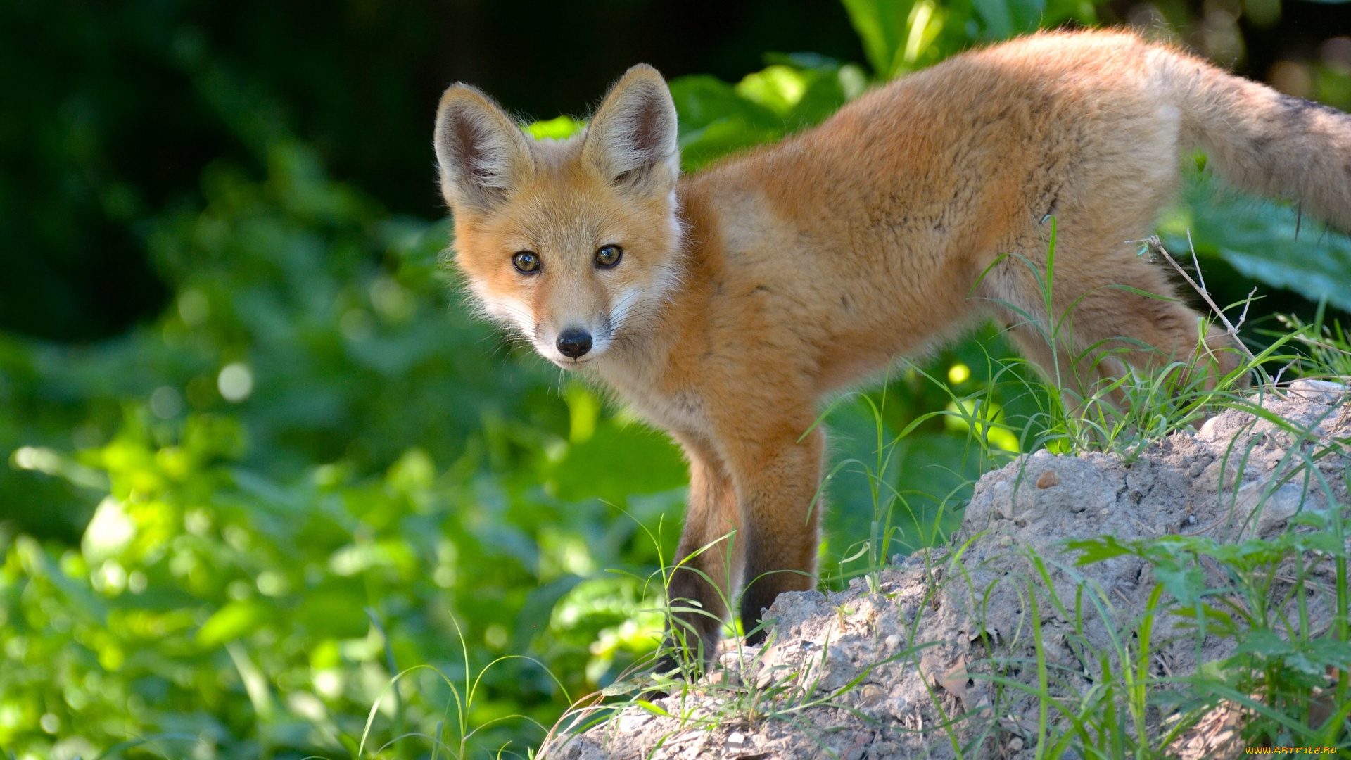 животные, лисы, лиса, лисёнок, детёныш, рыжая, взгляд