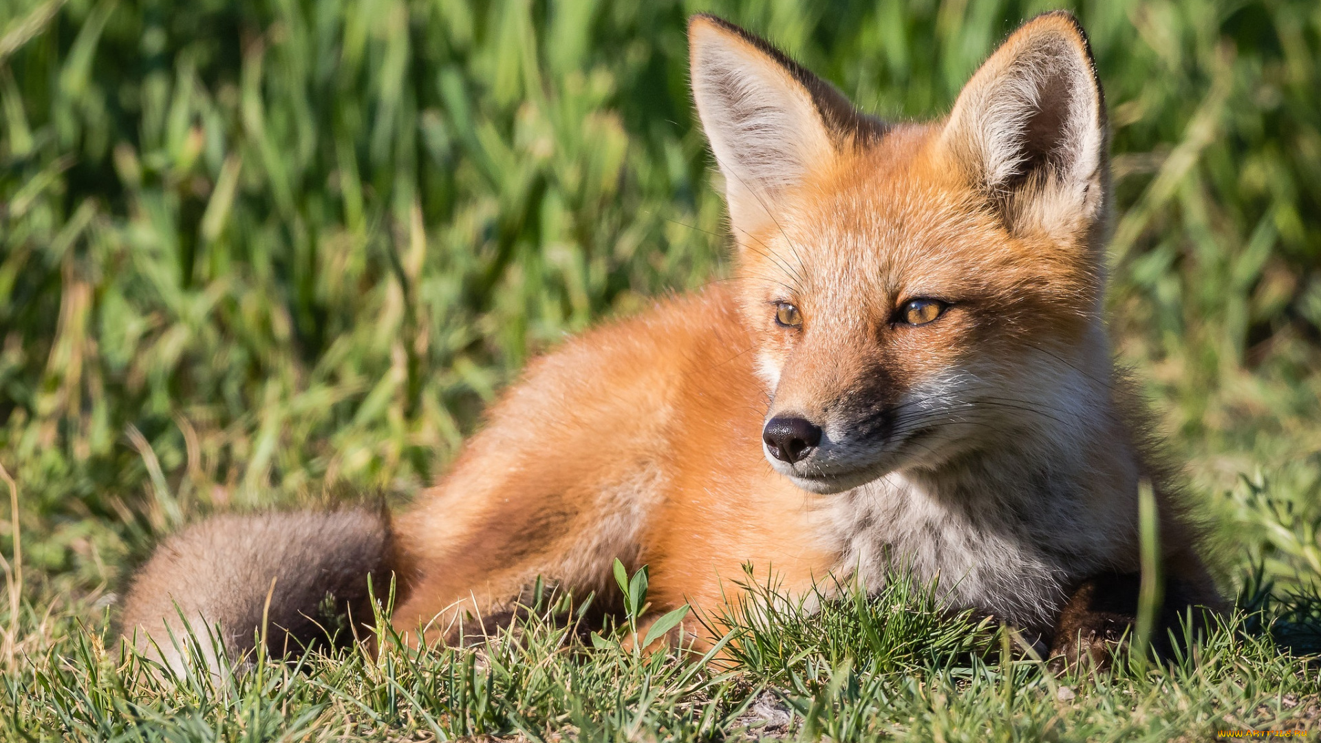 животные, лисы, лисичка