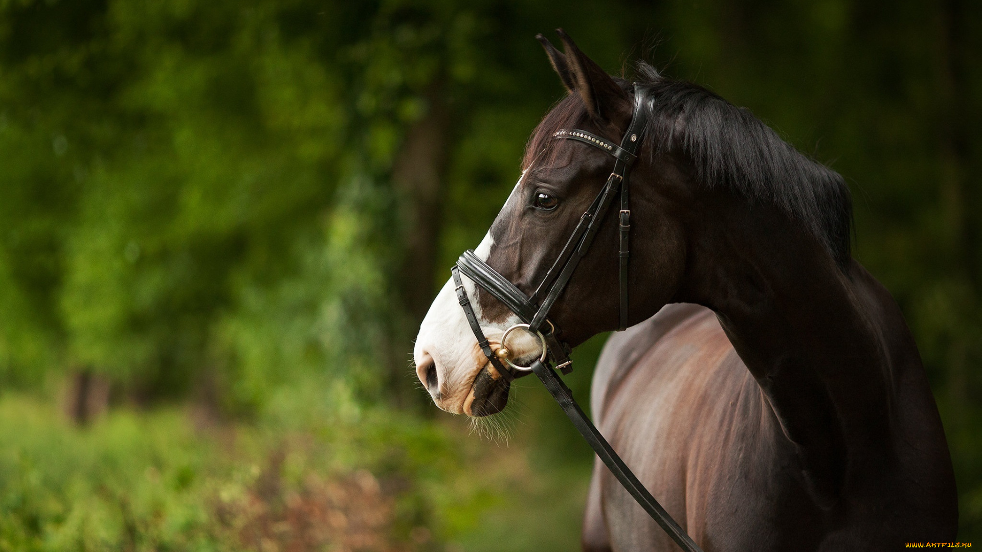 животные, лошади, конь, бурый, морда, профиль, грива, уздечка