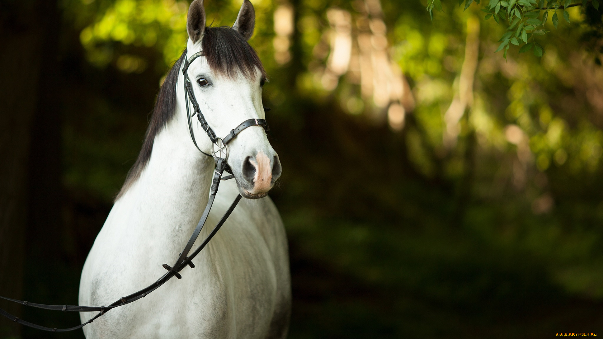 животные, лошади, конь, морда, грива, контраст, тень