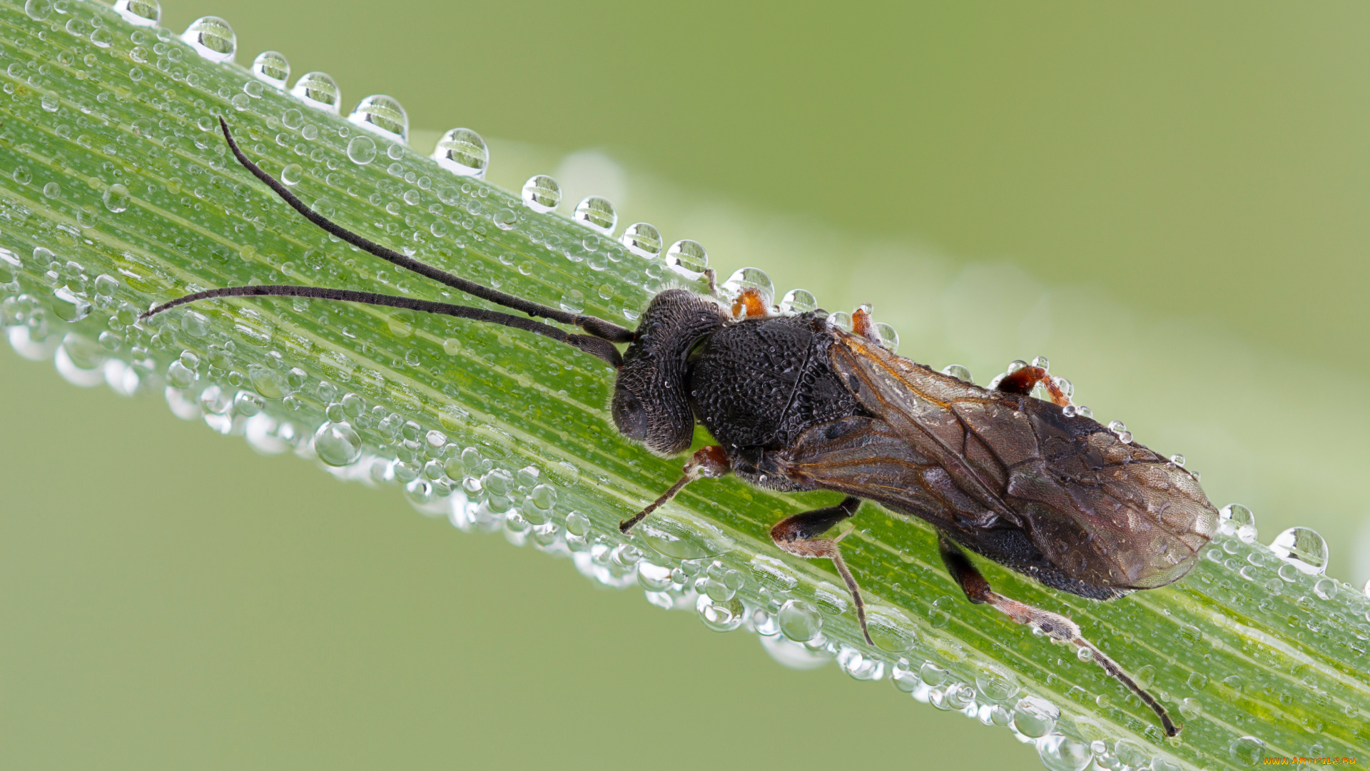 животные, насекомые, фон, травинка, макро, насекомое, роса, утро