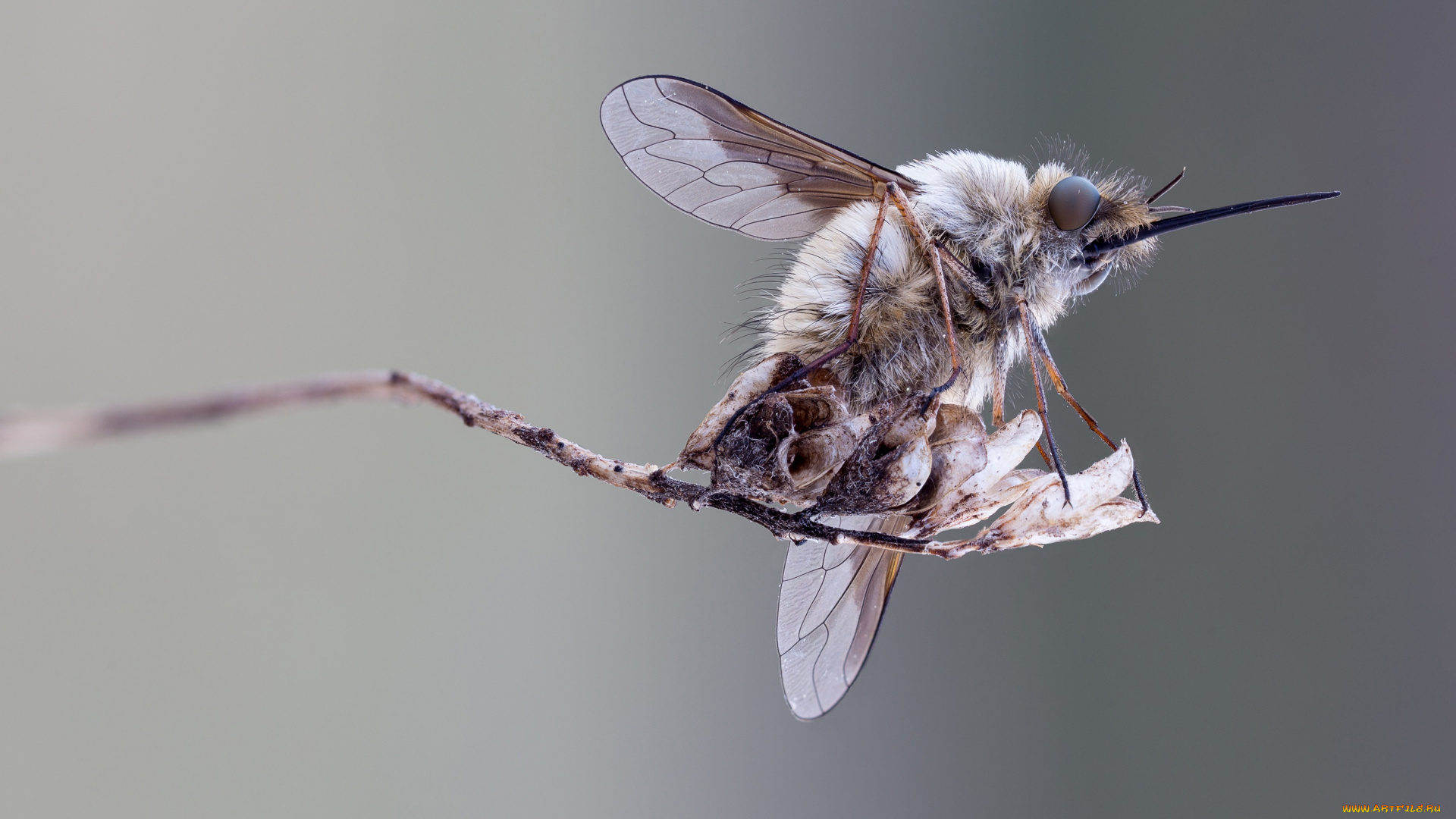 животные, насекомые, макро, фон, насекомое, травинка