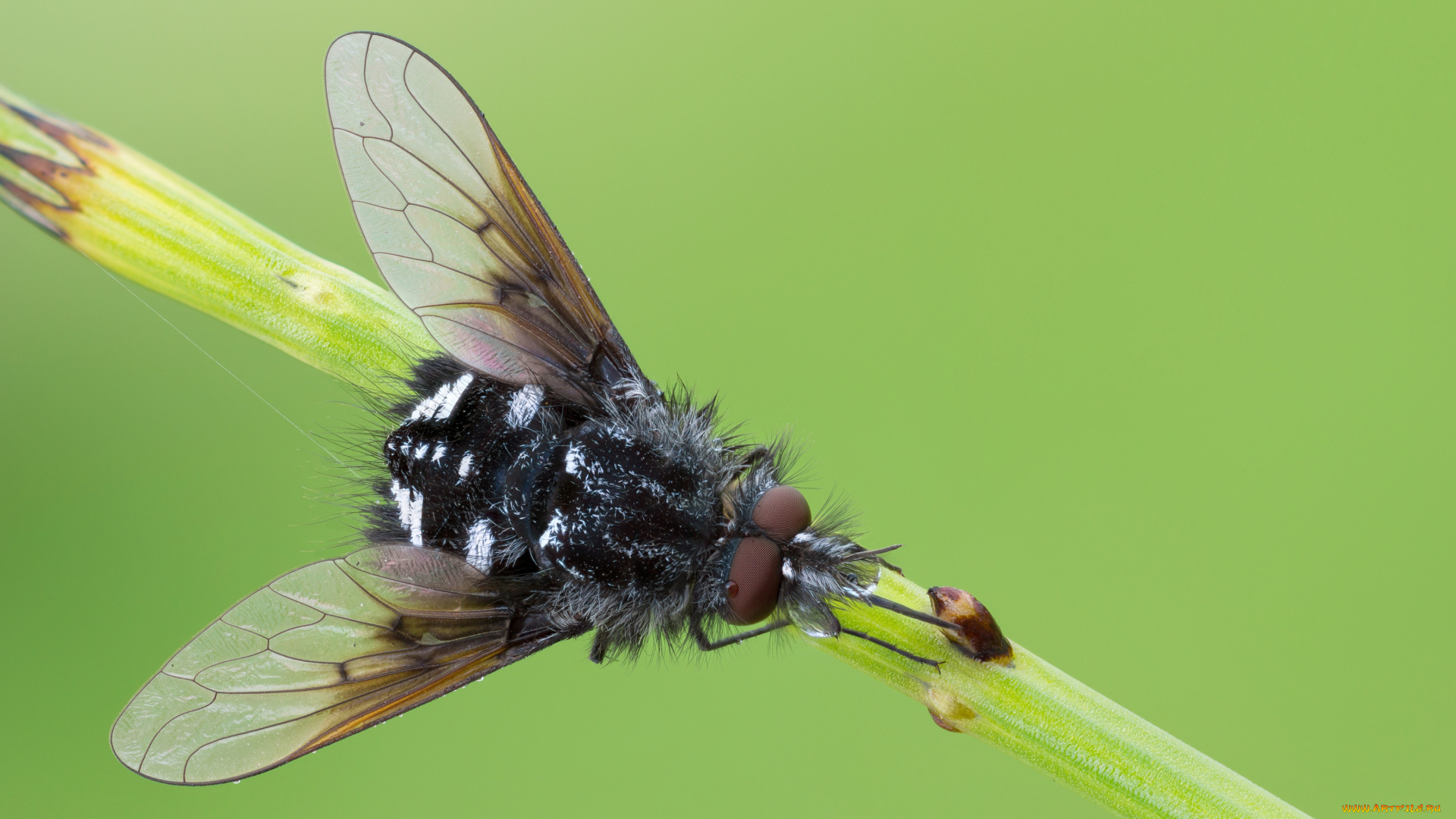 животные, насекомые, макро, насекомое, утро, фон, травинка, муха, роса, капли