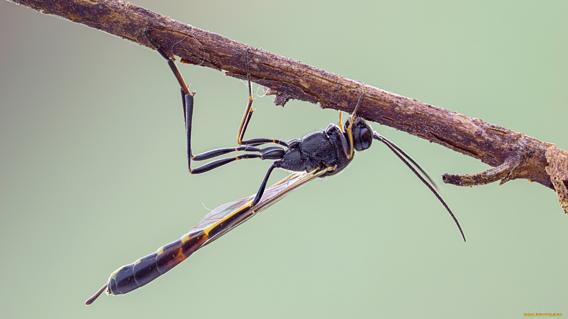 животные, насекомые, макро, травинка, насекомое, фон