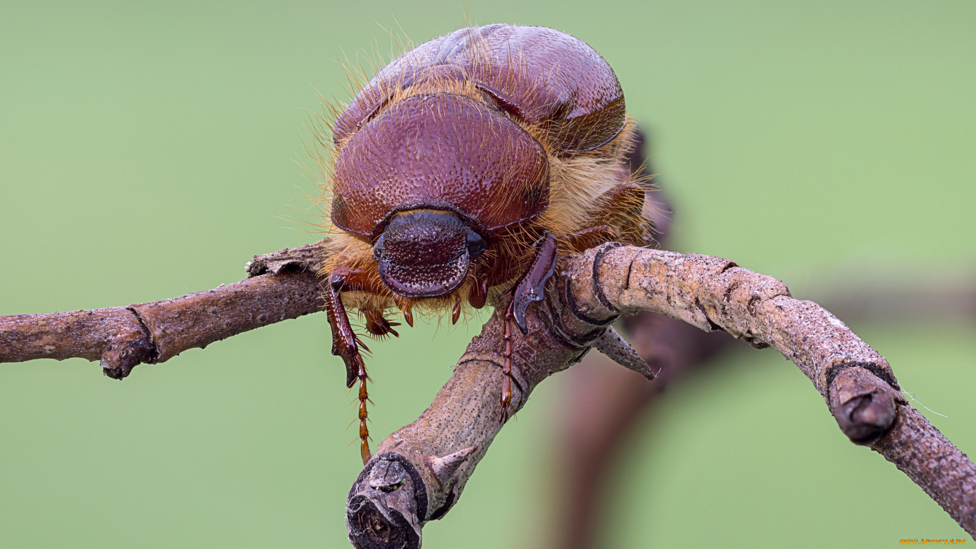 животные, насекомые, макро, травинка, жук, насекомое, фон