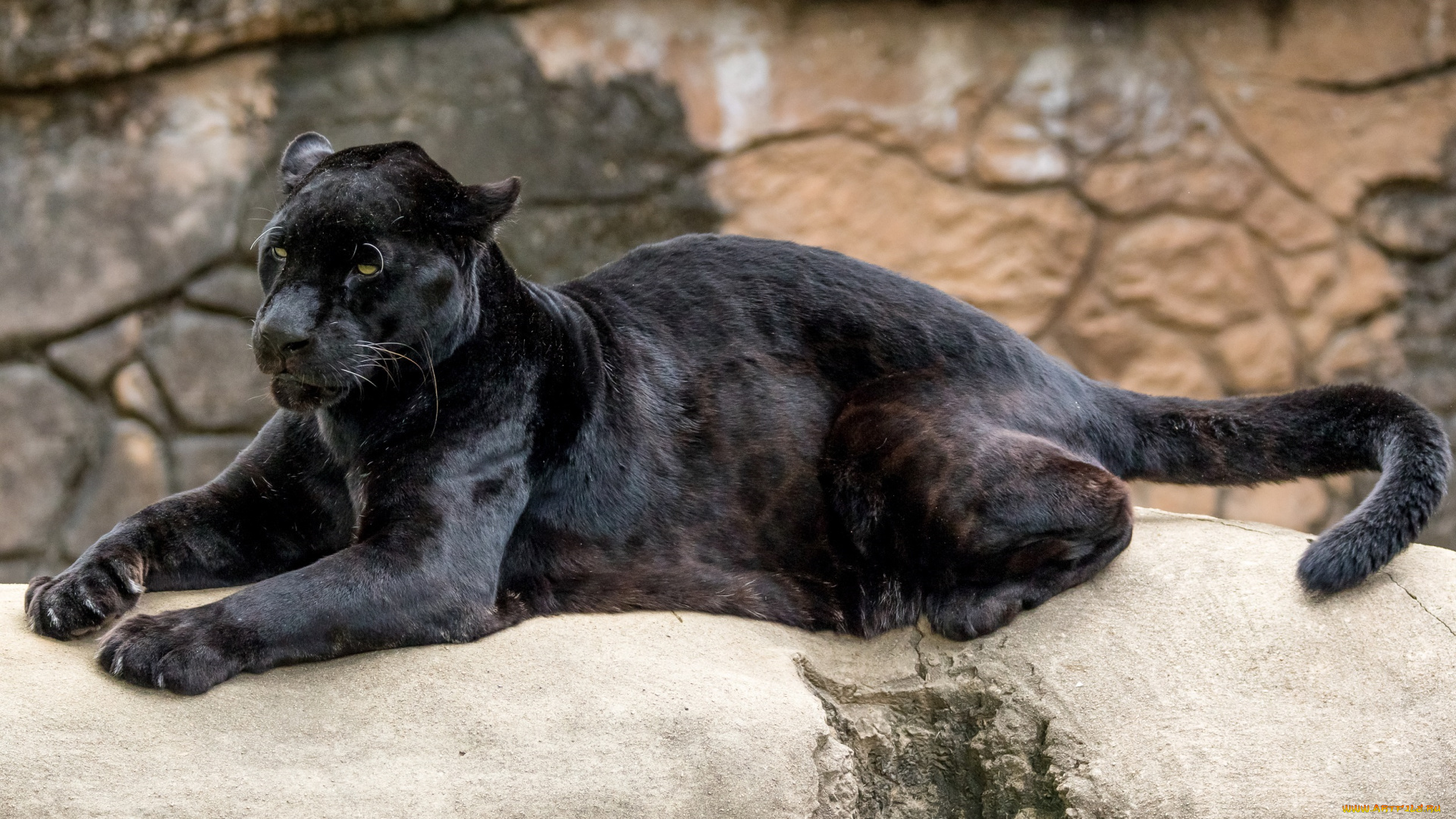 животные, пантеры, ягуар, чёрный, кошка, хищник, зоопарк, лежит, отдых, мощь, грация, лапы, хвост, поза