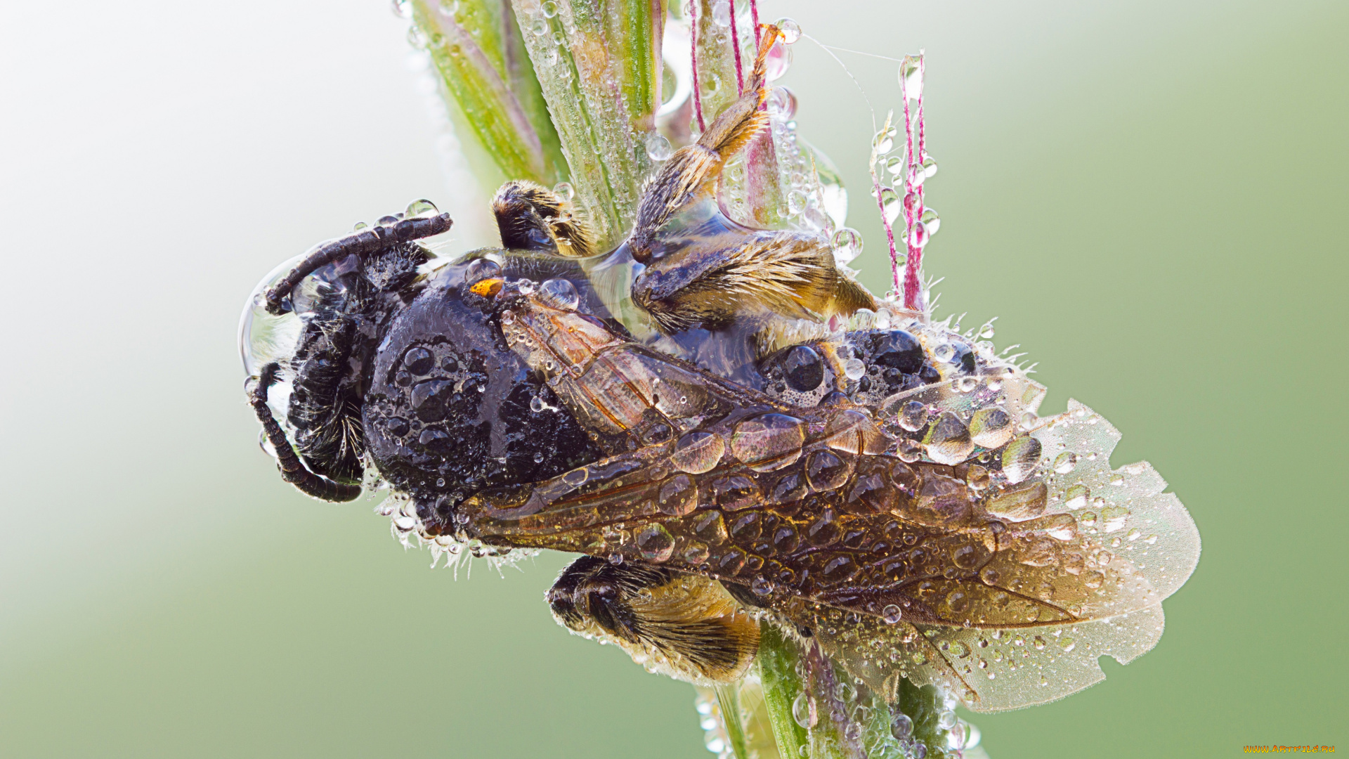 животные, пчелы, , осы, , шмели, макро, утро, роса, капли, насекомое