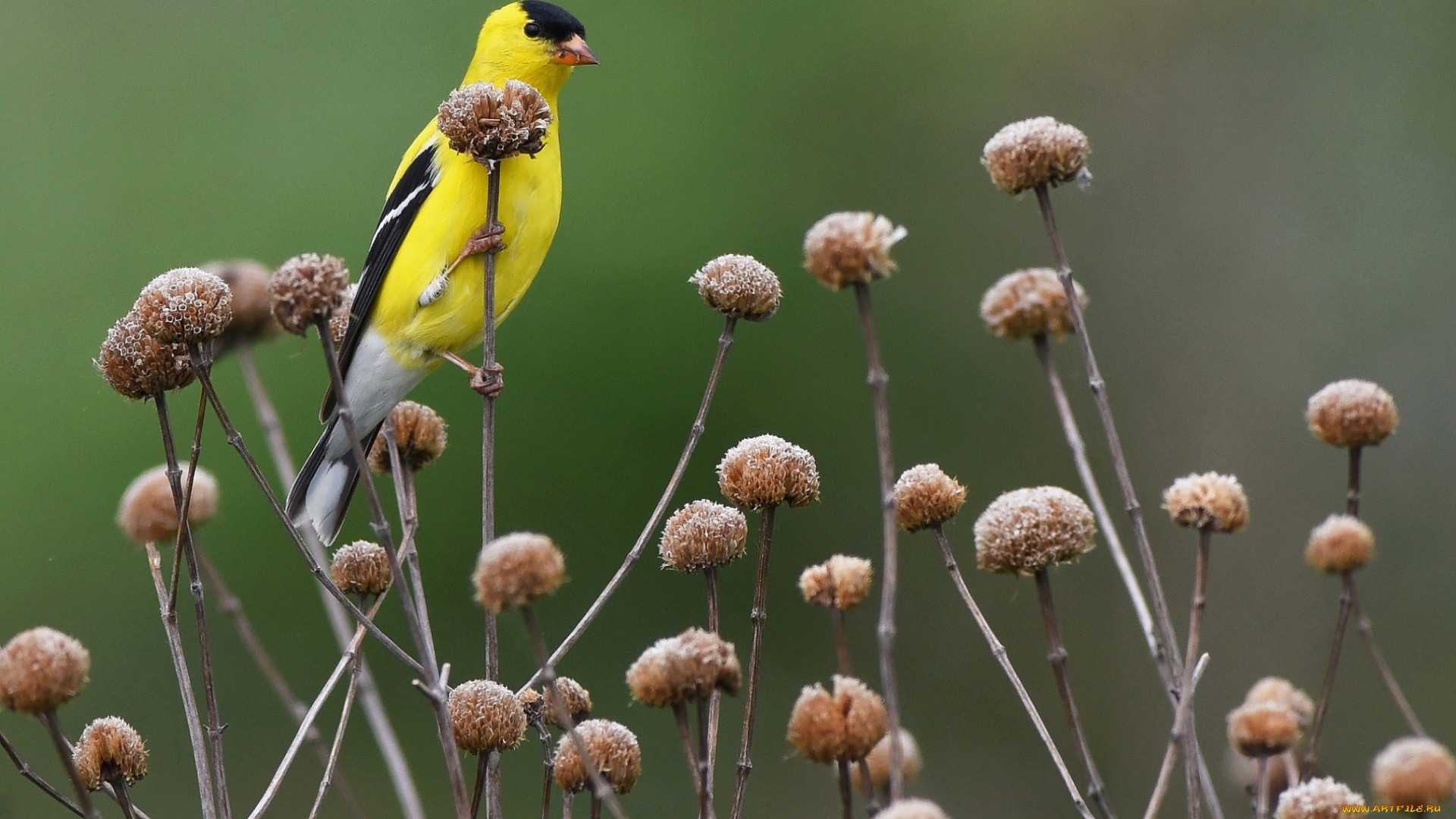 животные, птицы, трава, птица