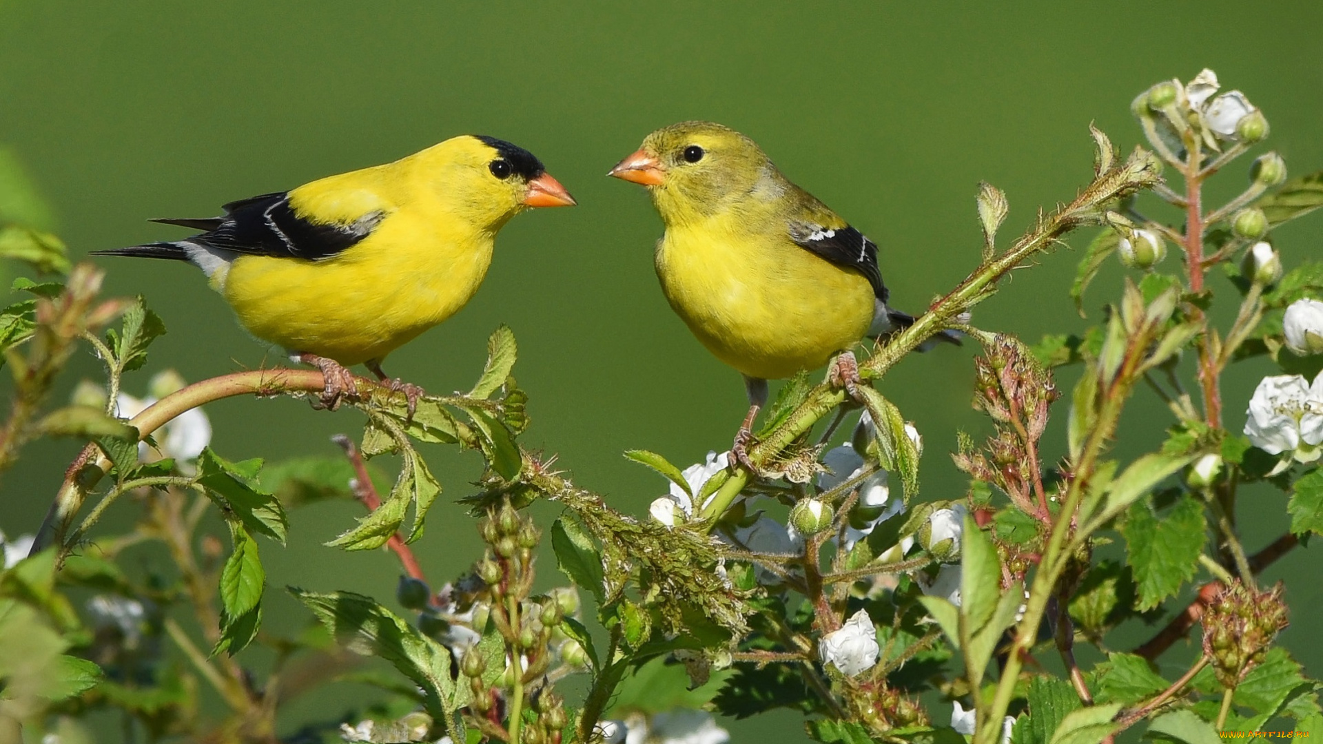 животные, птицы, жёлтые, ветки, листья