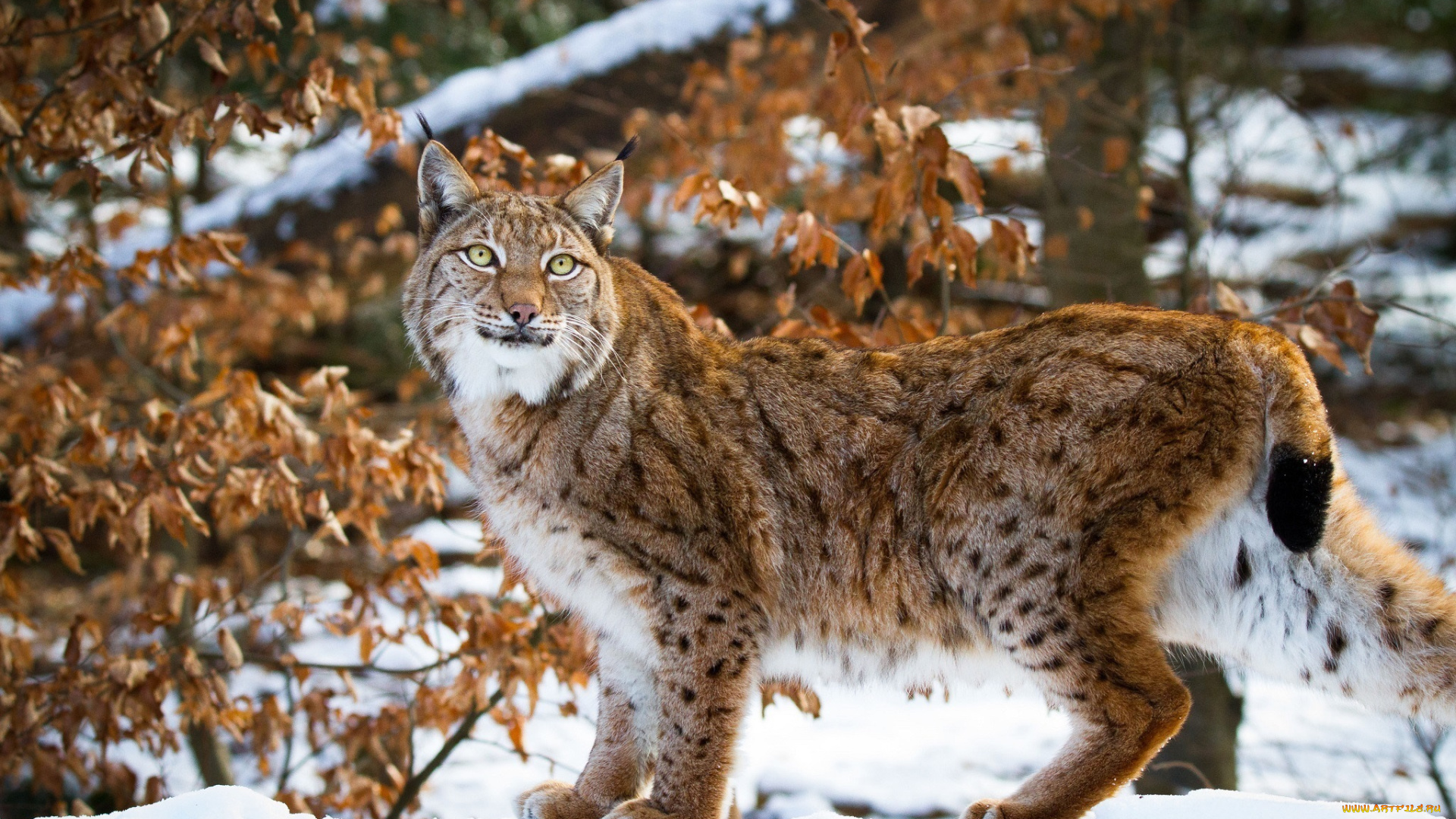 животные, рыси, кошка, хищник, мех, окрас, поза, грация, снег, зима