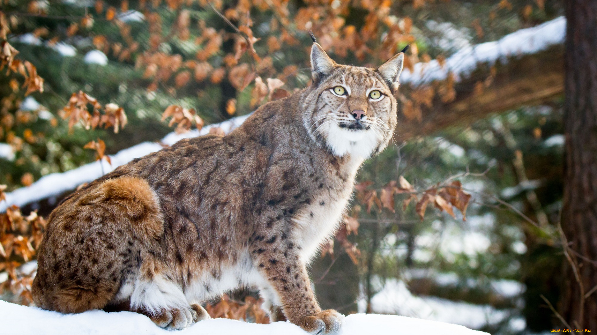 животные, рыси, кошка, хищник, морда, смотрит, внимание, интерес, снег, зима