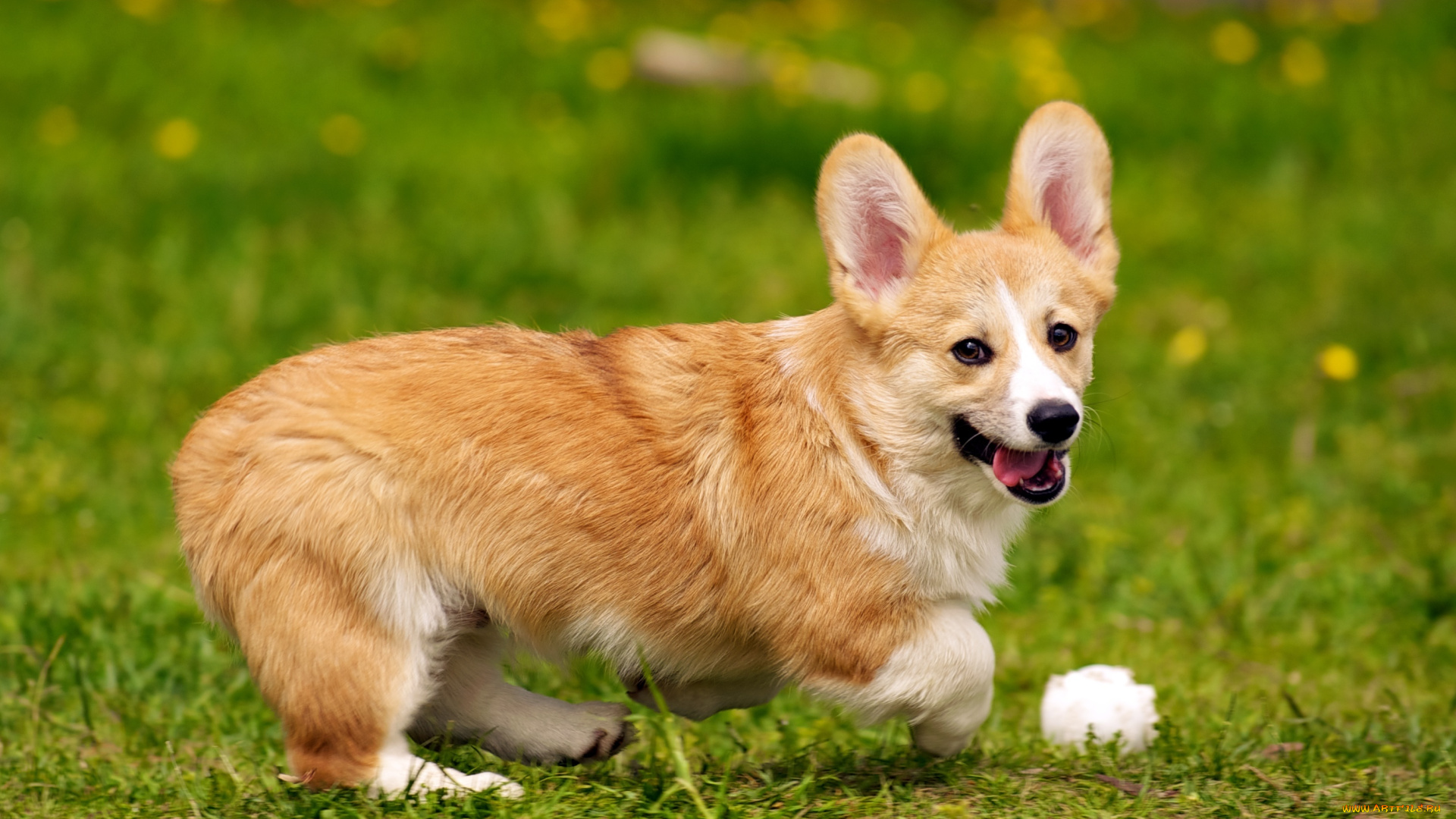 животные, собаки, dog, вельш-корги, собака