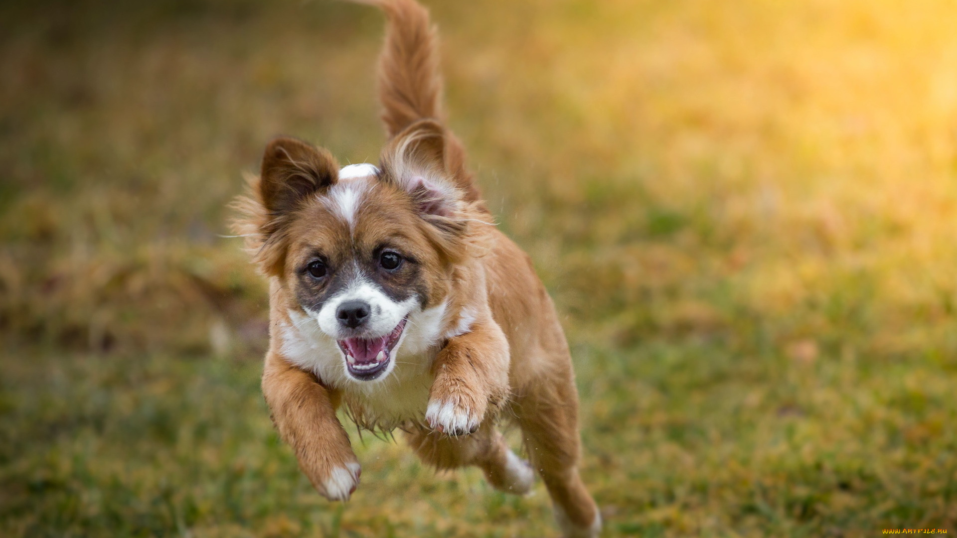 животные, собаки, собака, друг, взгляд, бег