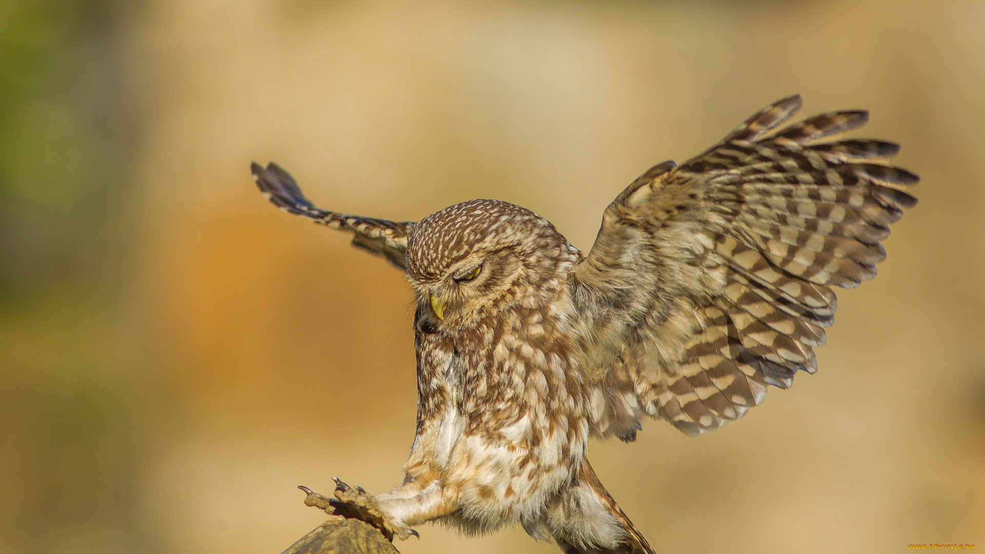 животные, совы, сова