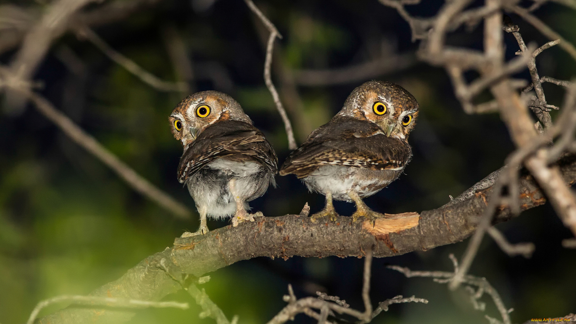 животные, совы, вода, ветка, птицы, ночь, сычи