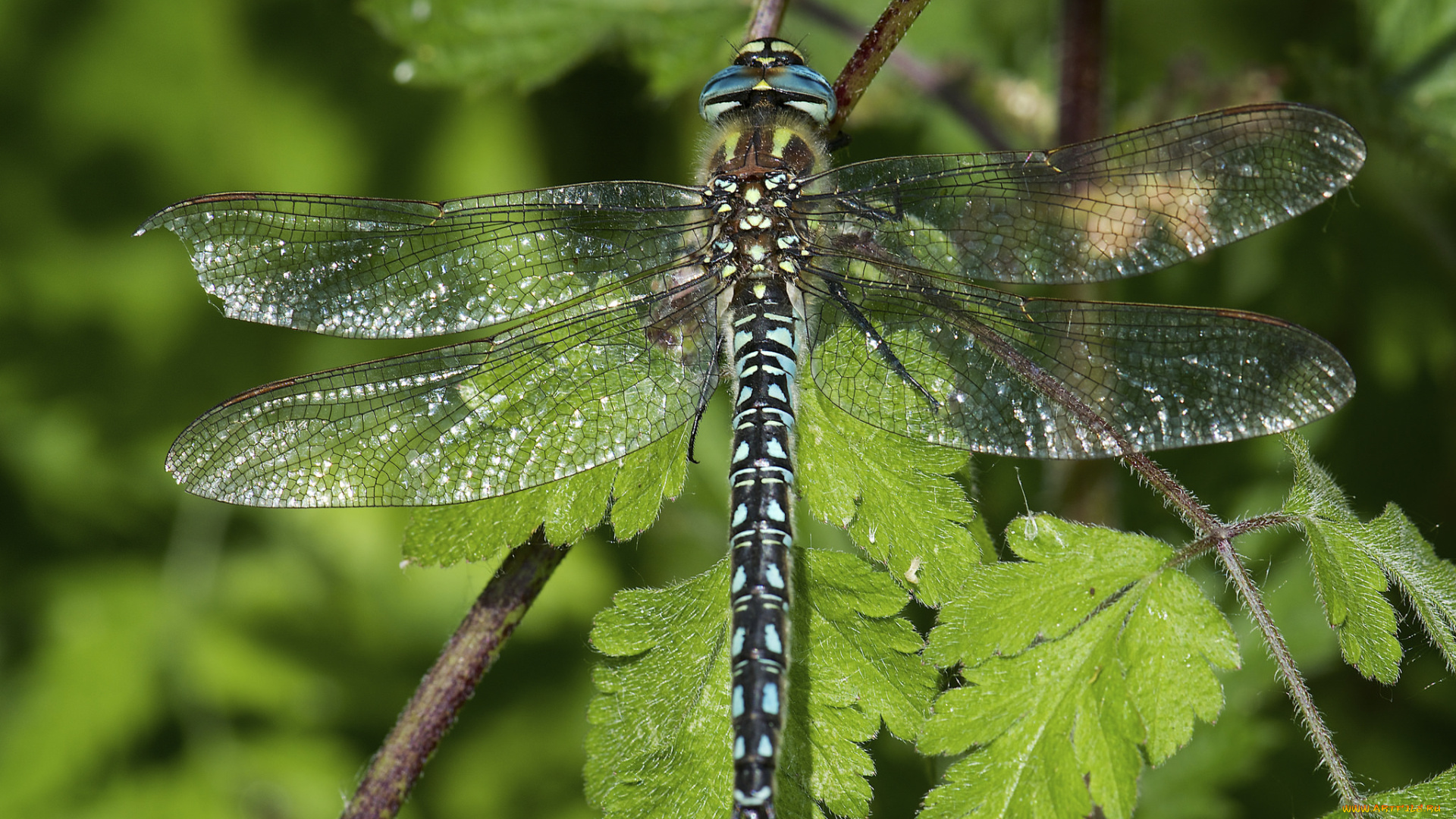 животные, стрекозы, макро, листья, лето, стрекоза, крылья, насекомое