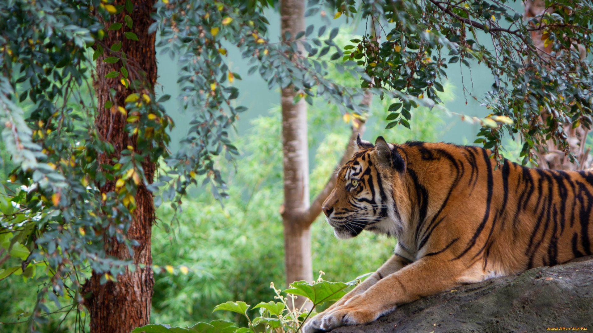 животные, тигры, хищник, тигр, деревья, камень, полосатый