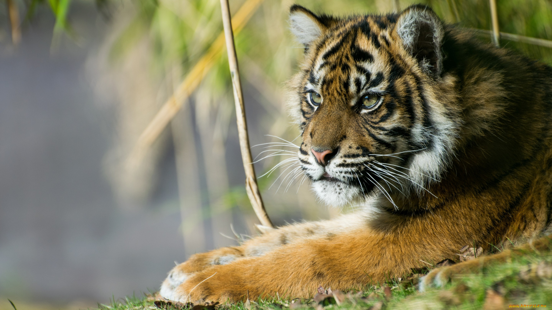 животные, тигры, суматранский, тигр, красавец