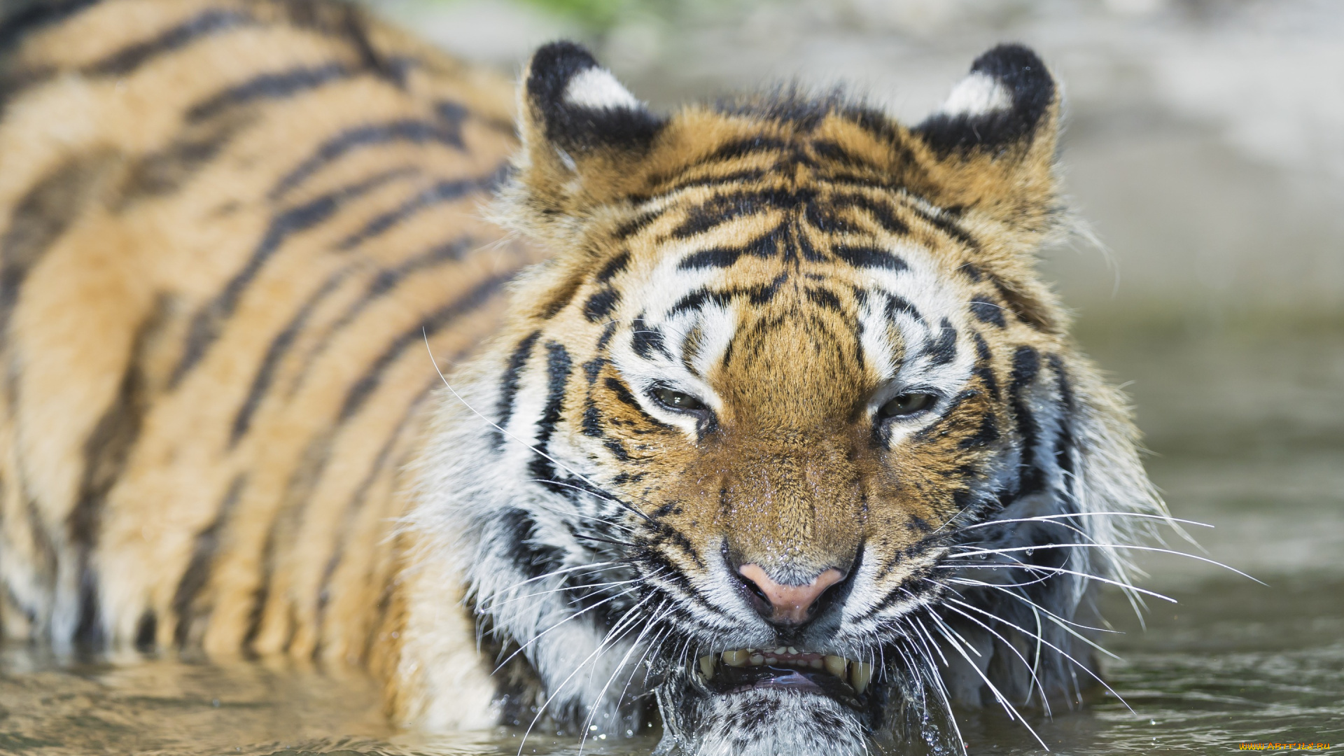 животные, тигры, тигр, амурский, кошка, морда, вода, купание