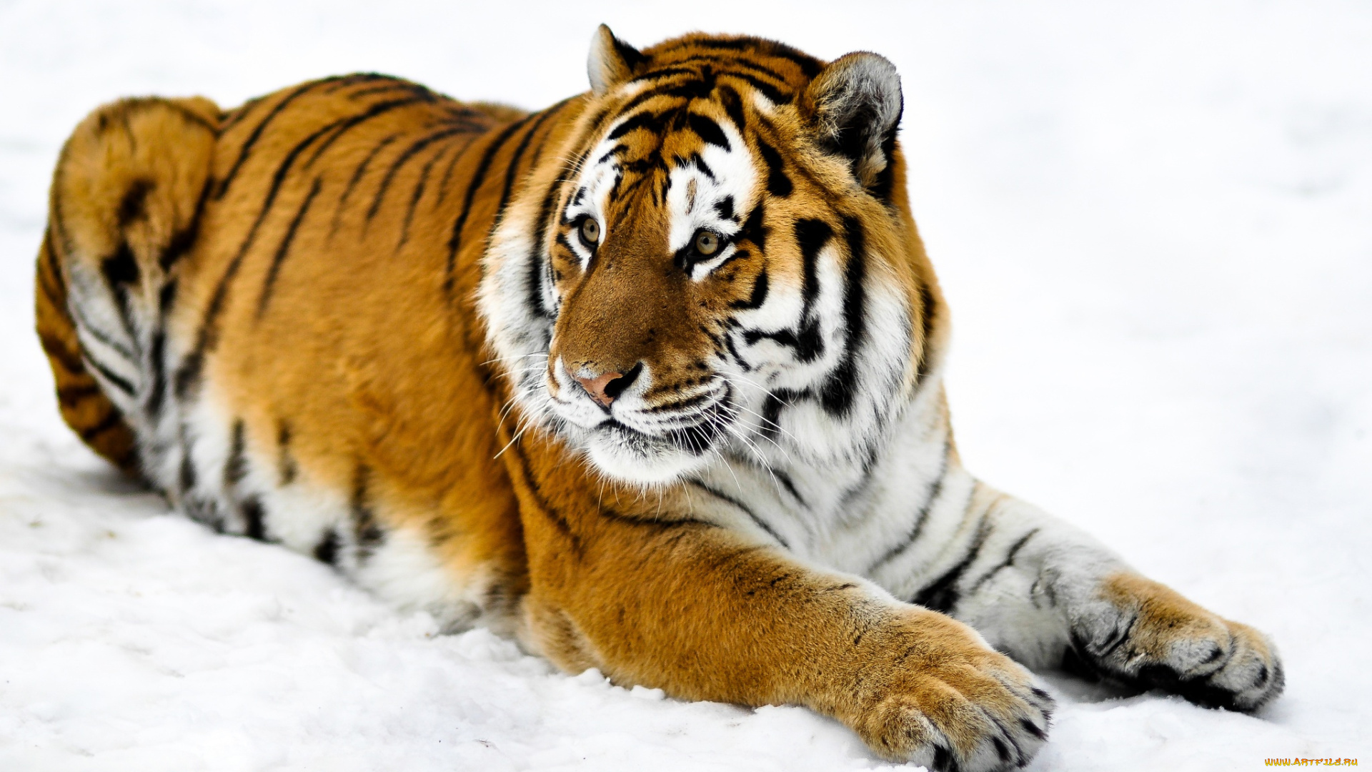 животные, тигры, тигр, лапы, морда, шкура, снег