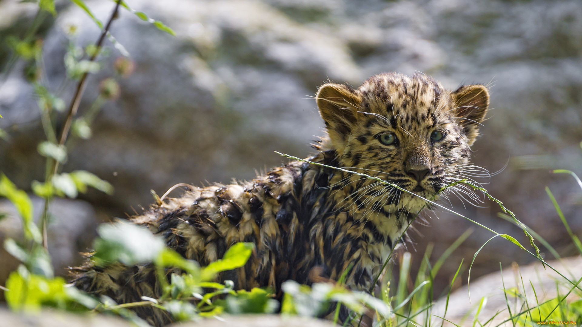 животные, Ягуары, леопард, амурский, кошка, детёныш, котёнок, трава
