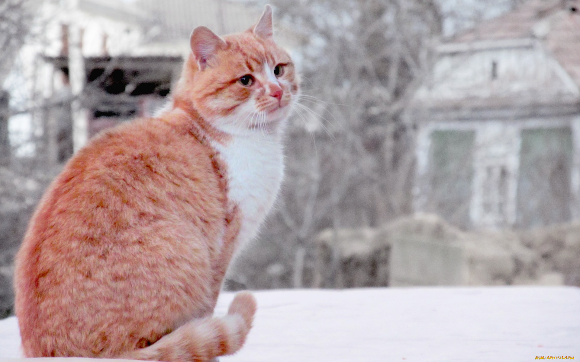 животные, коты, кот, животное, рыжий, кошка, cat